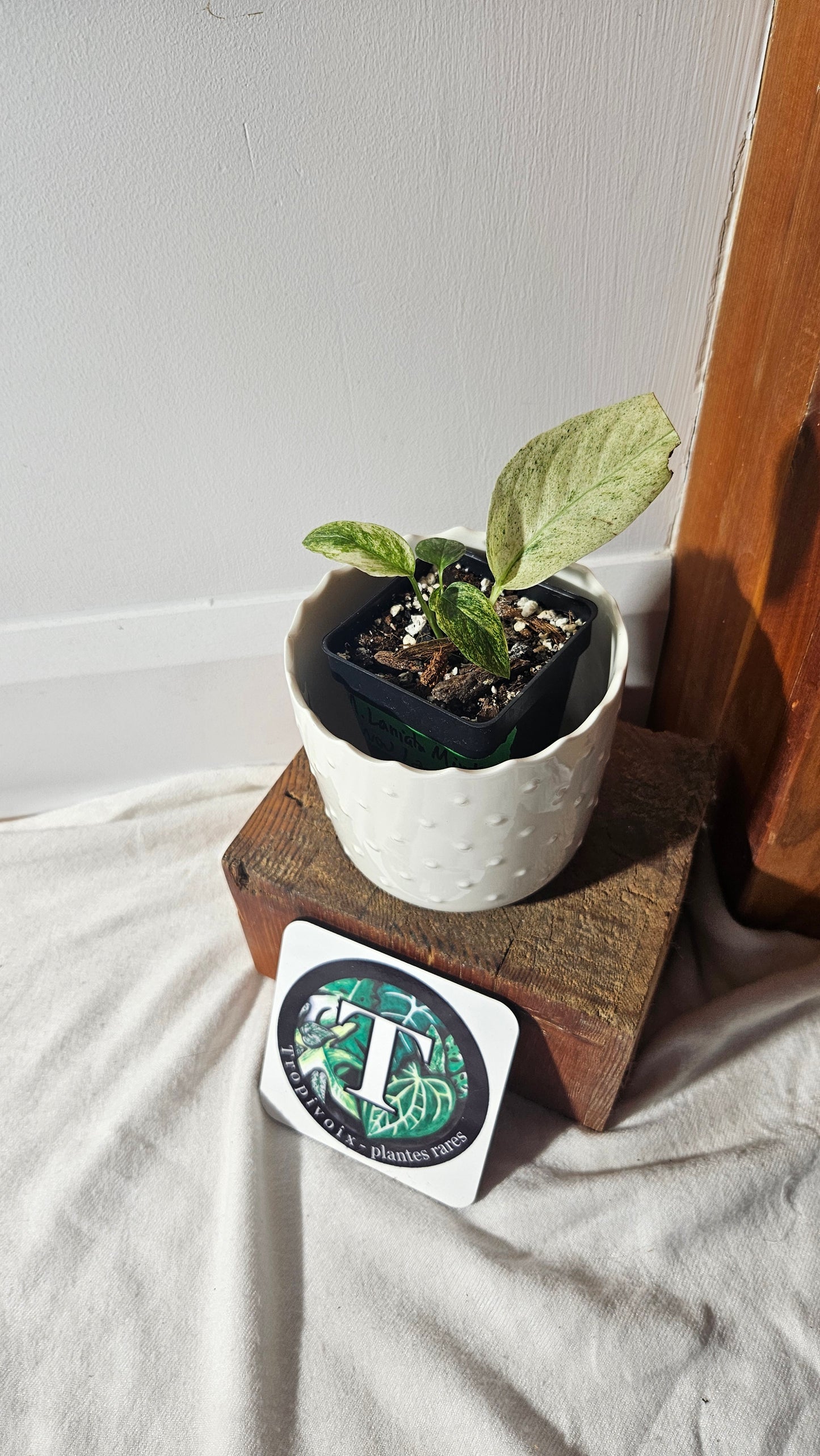 Monstera Laniata Mint (MON-391)