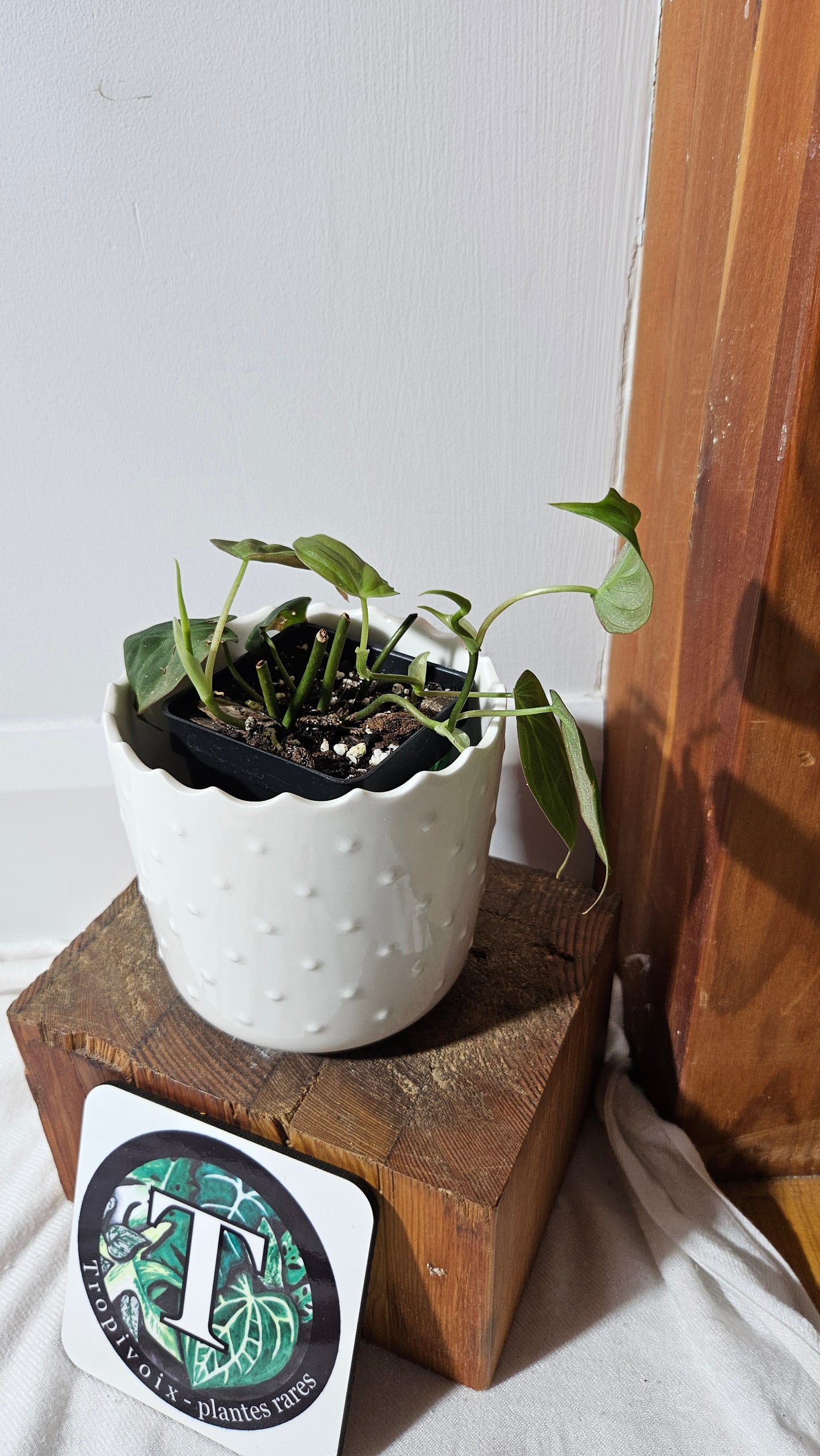 Philodendron Mican Var. REVERT (PHI-844)