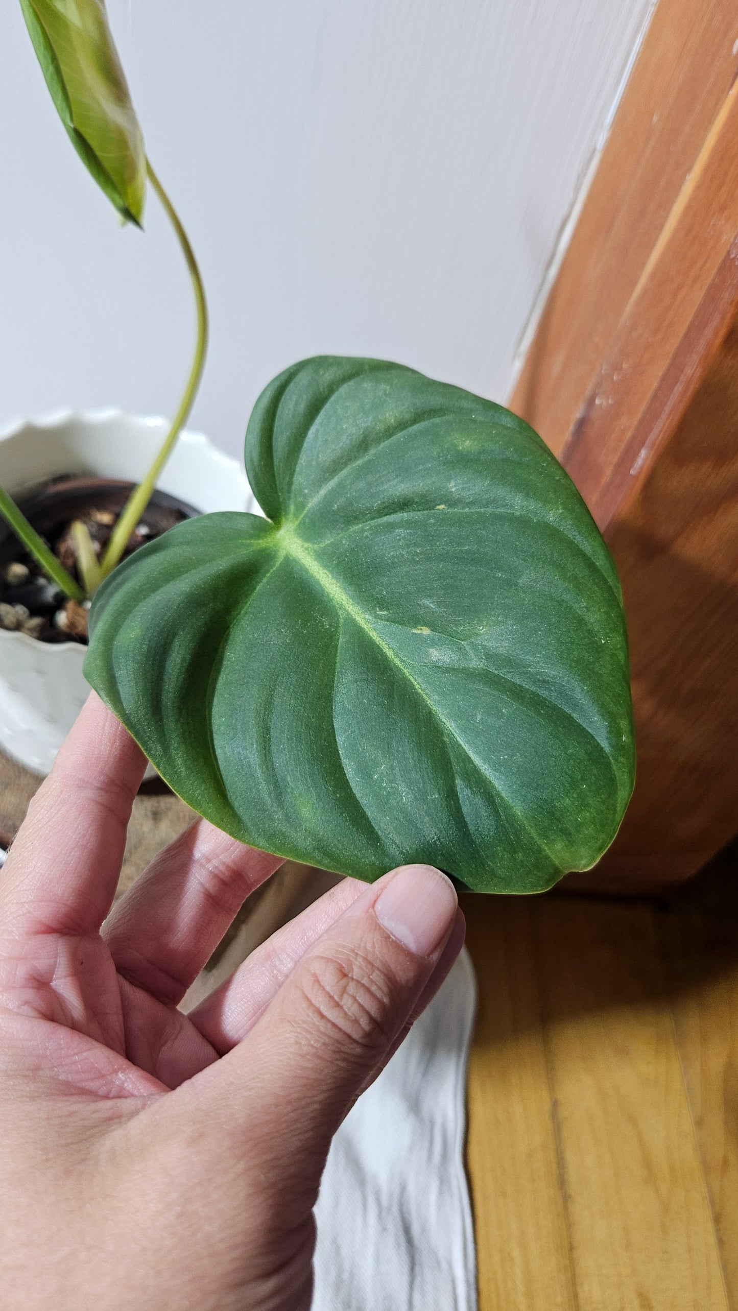 Philodendron Dean McDowell (PHI-925)