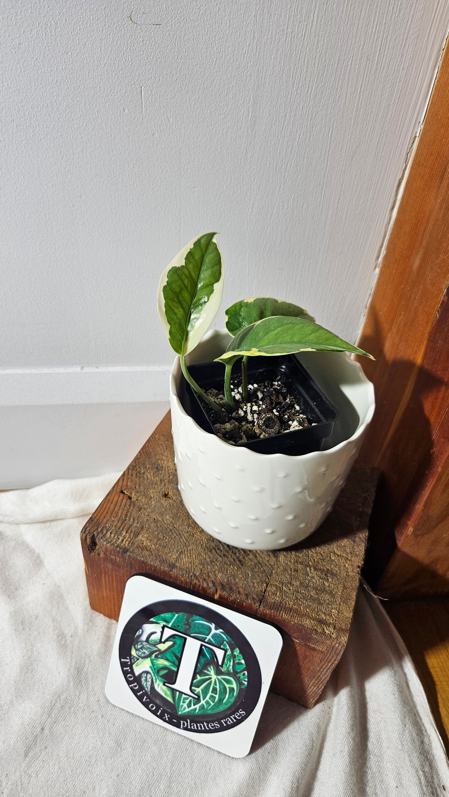 Epipremnum Aureum N'Joy (EPI-207)