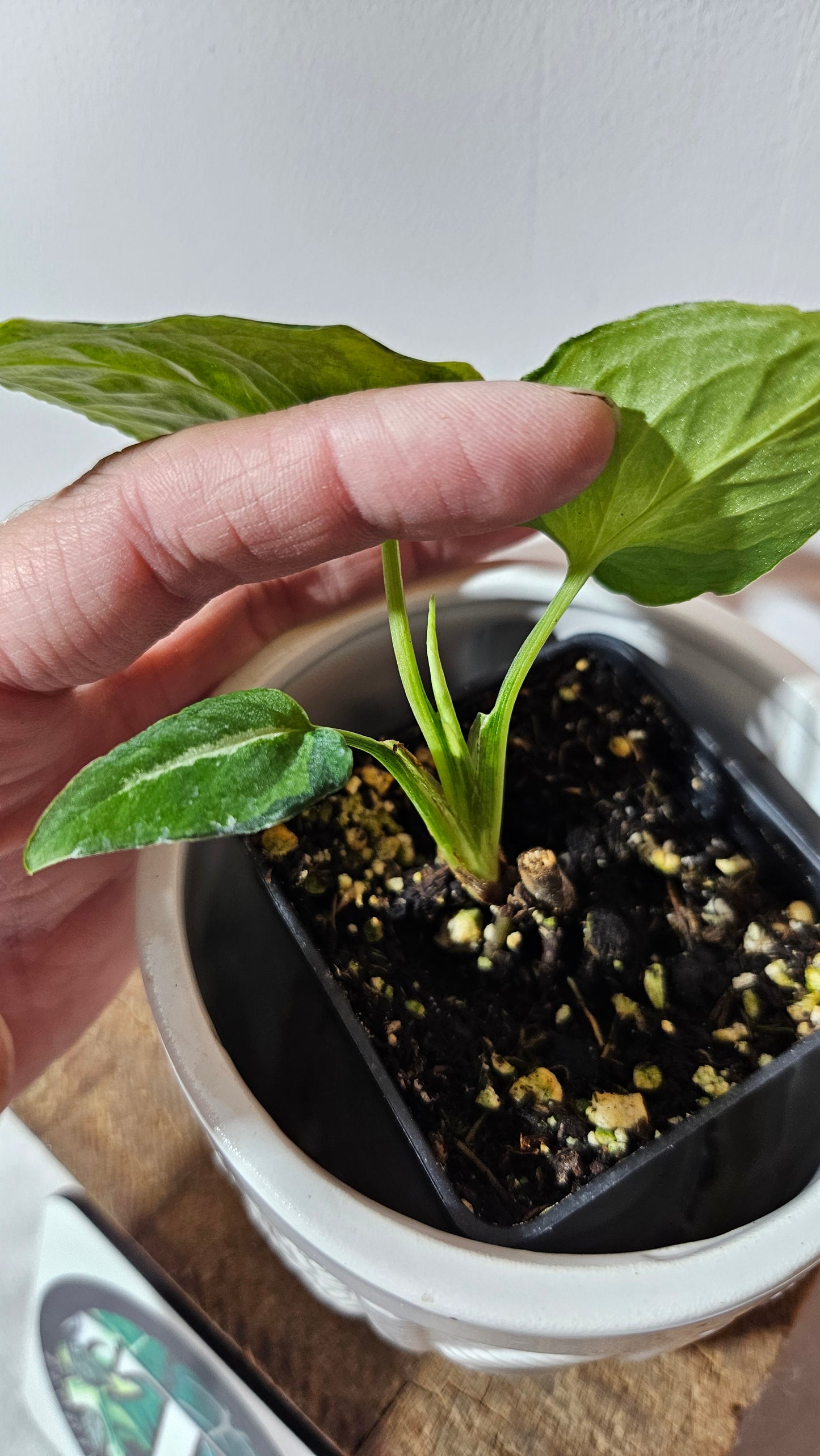 Syngonium Scrambled Eggs (SYN-467)