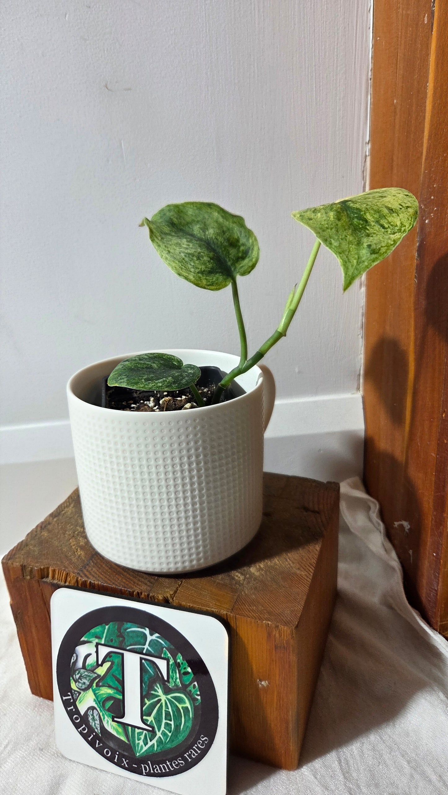 Scindapsus Dark satin Tricolore (SCI-1395)