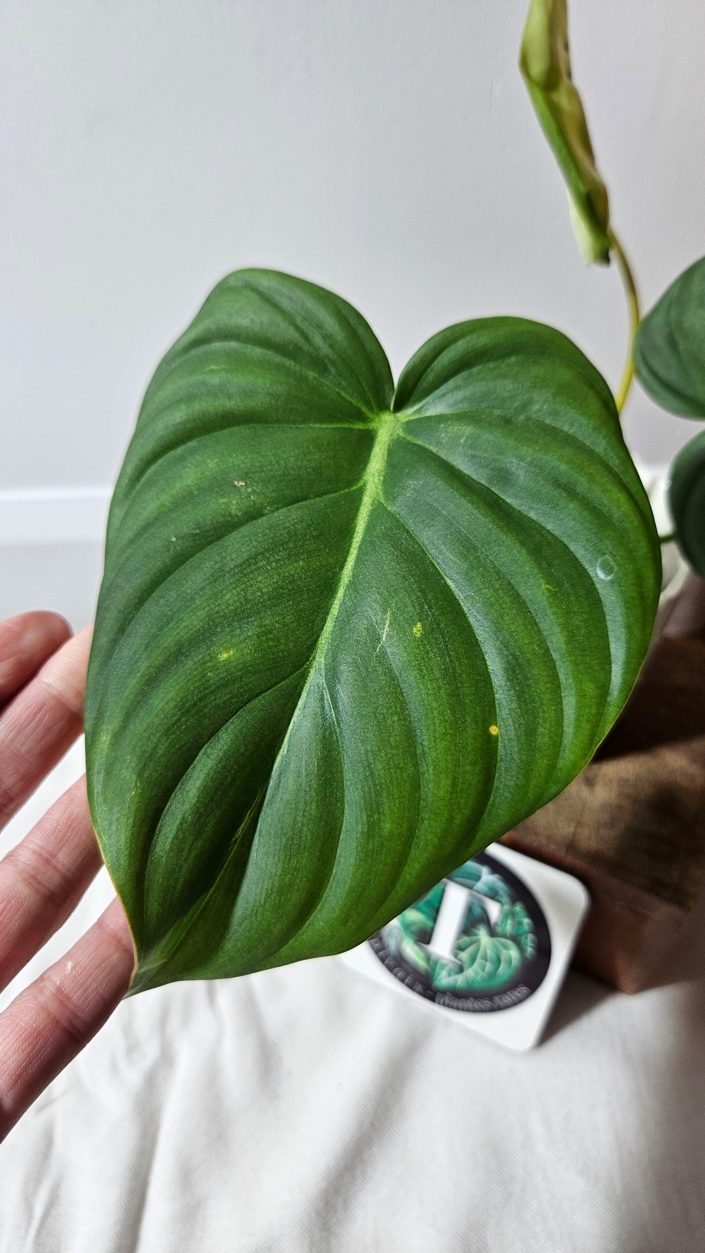 Philodendron Dean McDowell (PHI-925)