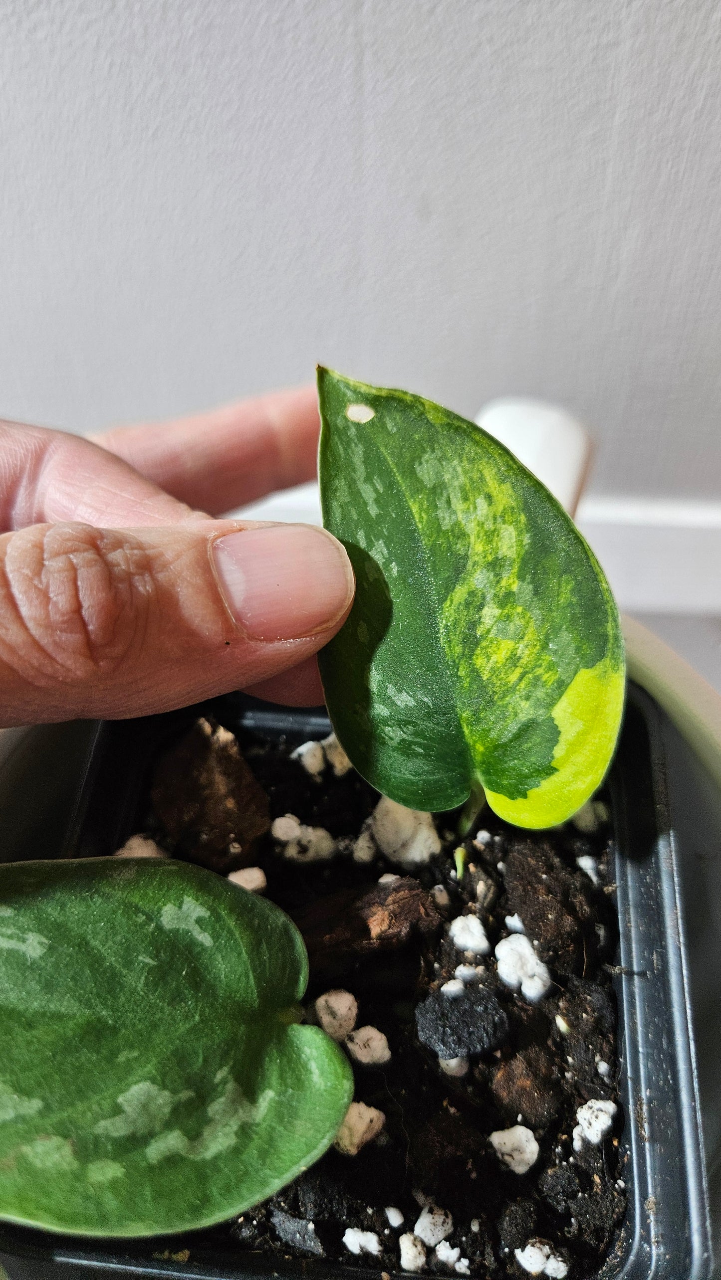 Scindapsus Swarnabhumi (SCI-1082)