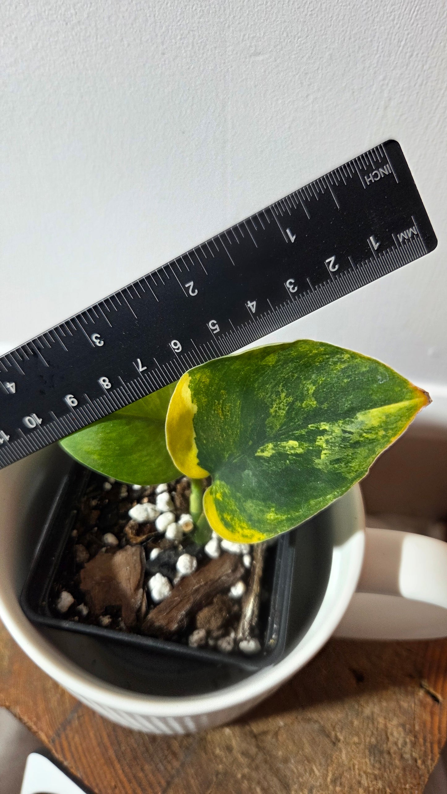 Scindapsus Parahiyangan (SCI-1380)