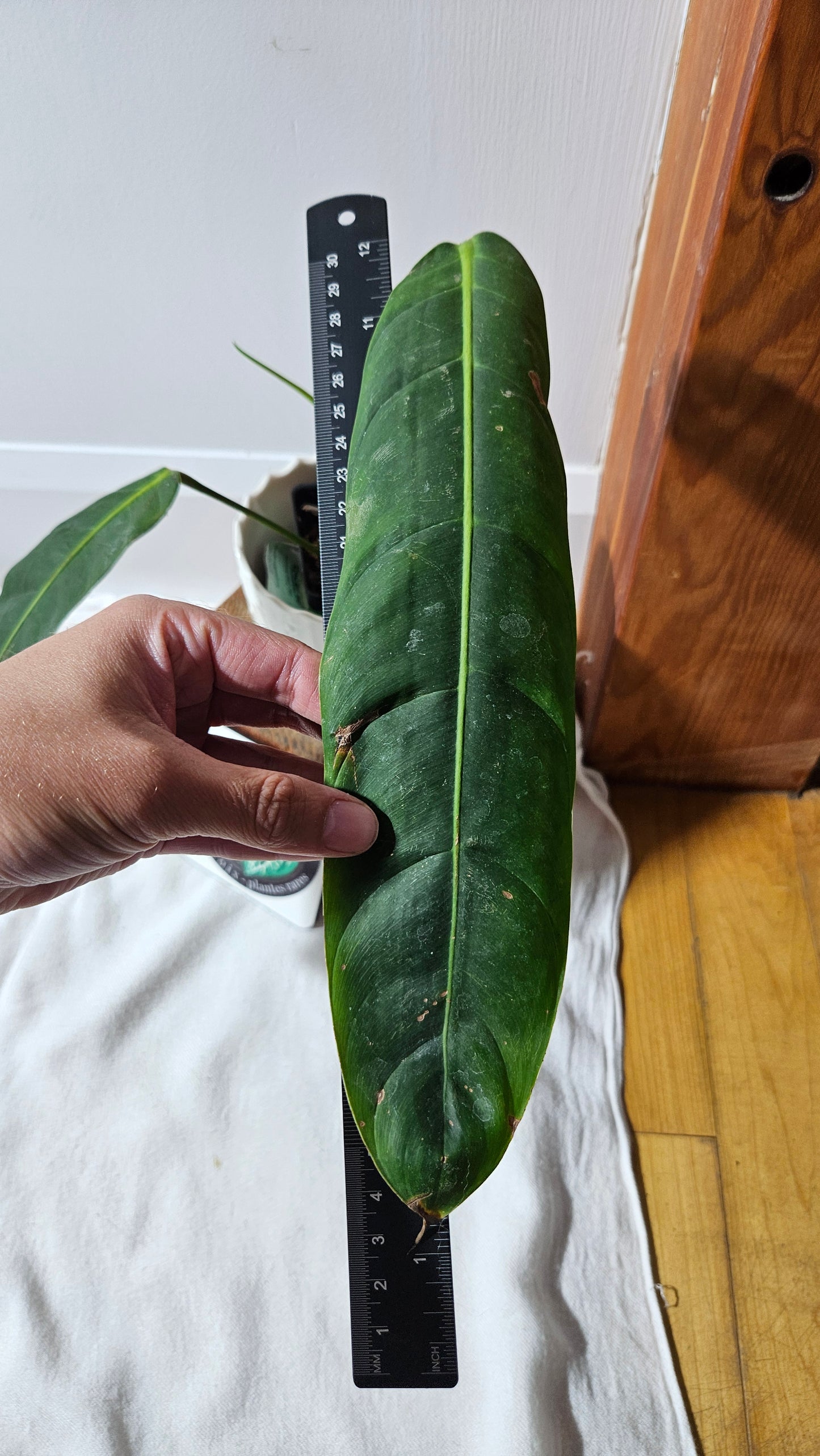 Philodendron Patriciae Black (PHI-920)