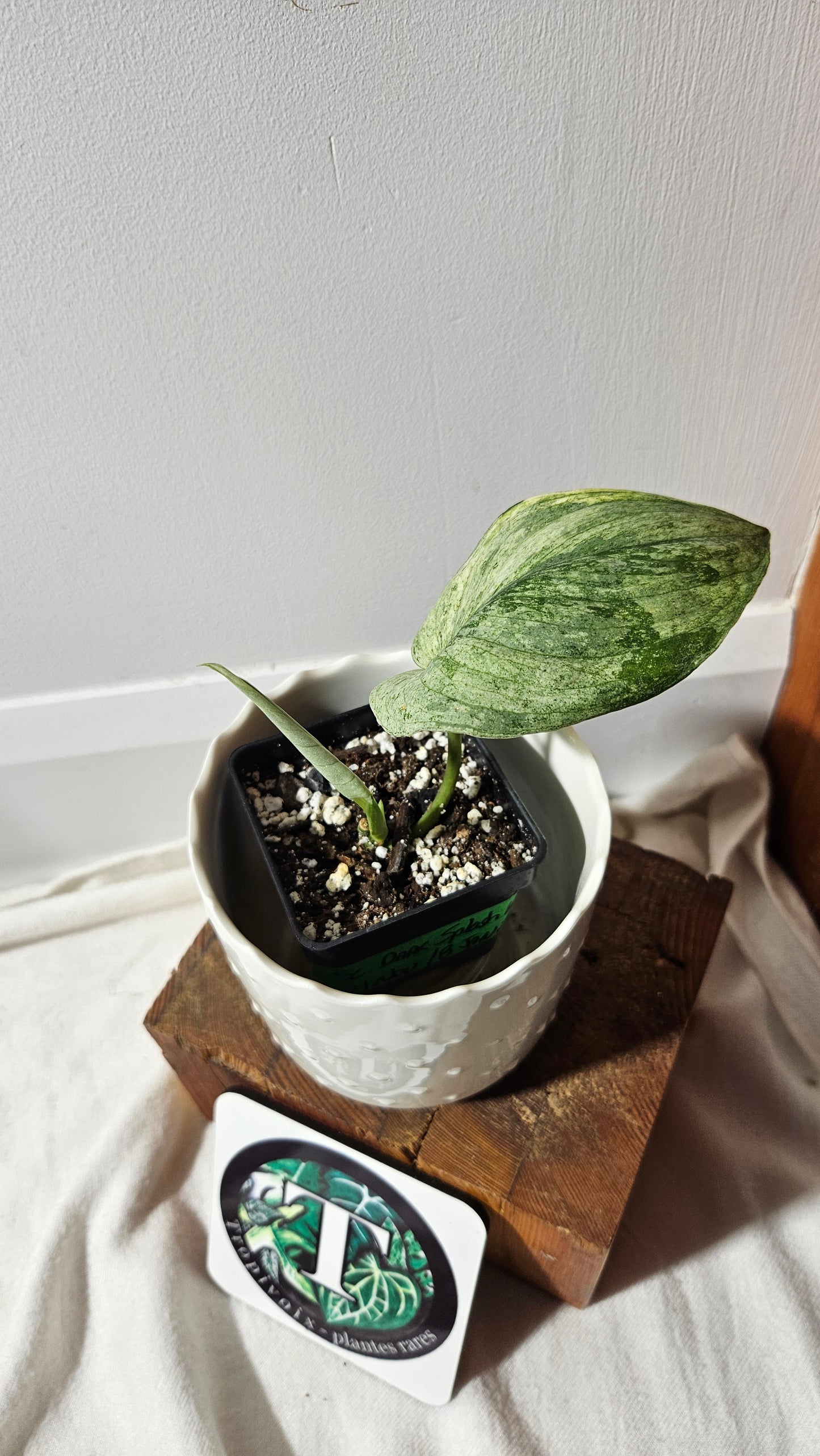 Scindapsus Dark Splash Variegata (SCI-774)