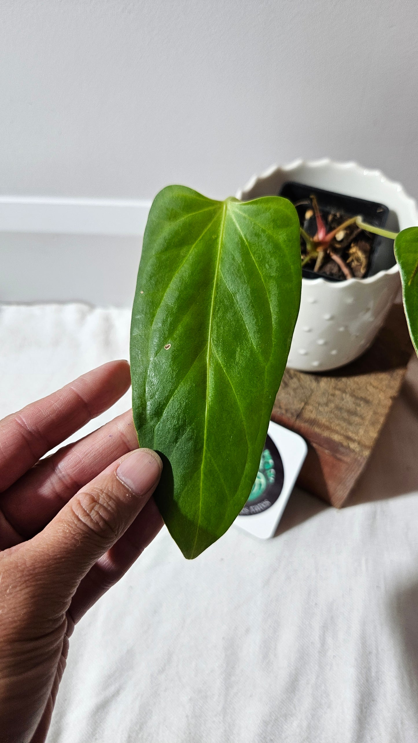 Anthurium Portillae Indo "SMALL format" (ANT-228)