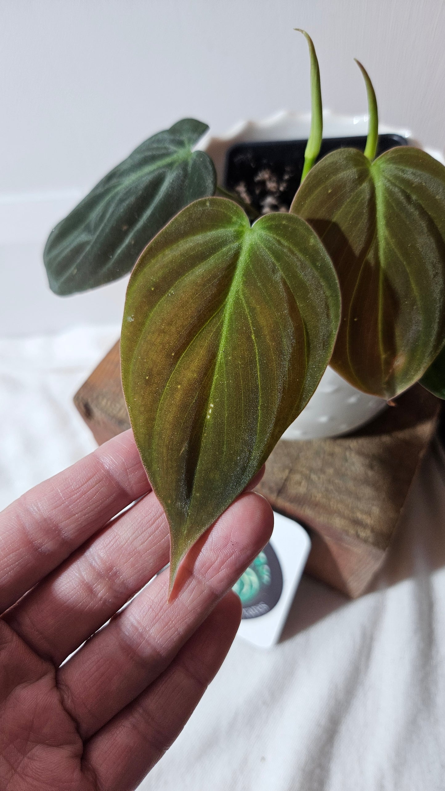 Philodendron Mican Var. REVERT (PHI-786)