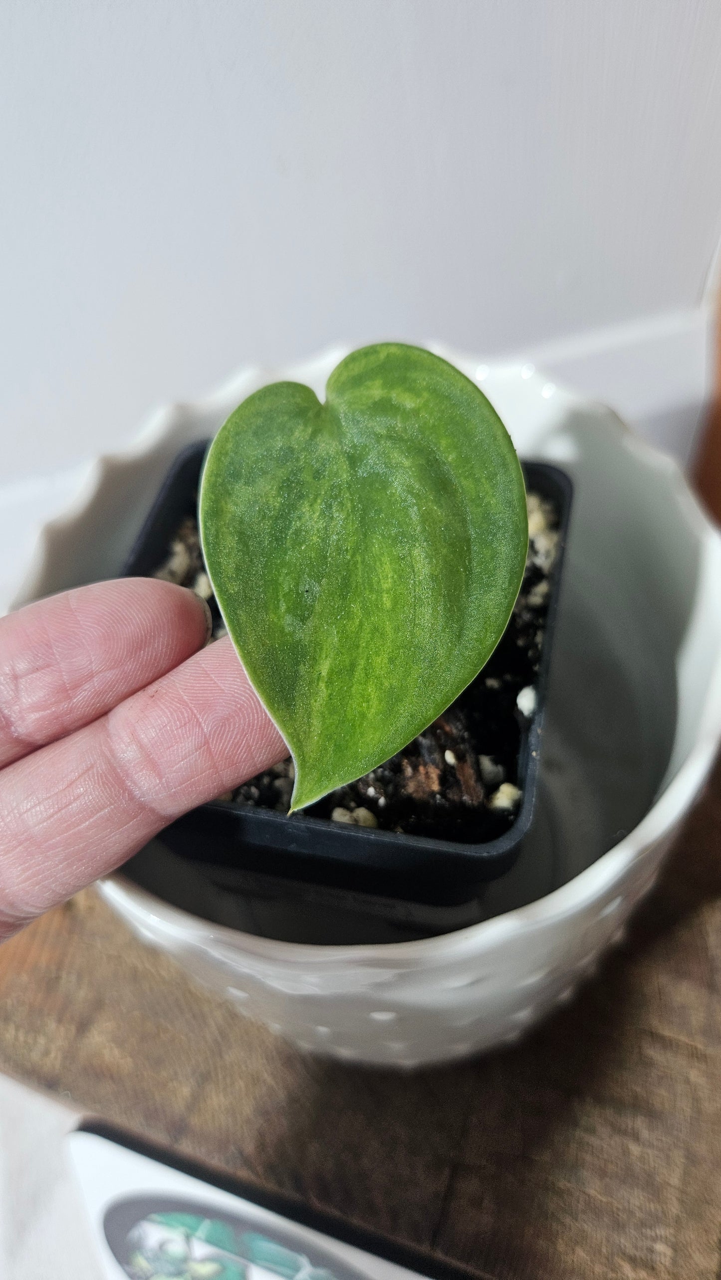 Scindapsus Green Emerald (SCI-945)