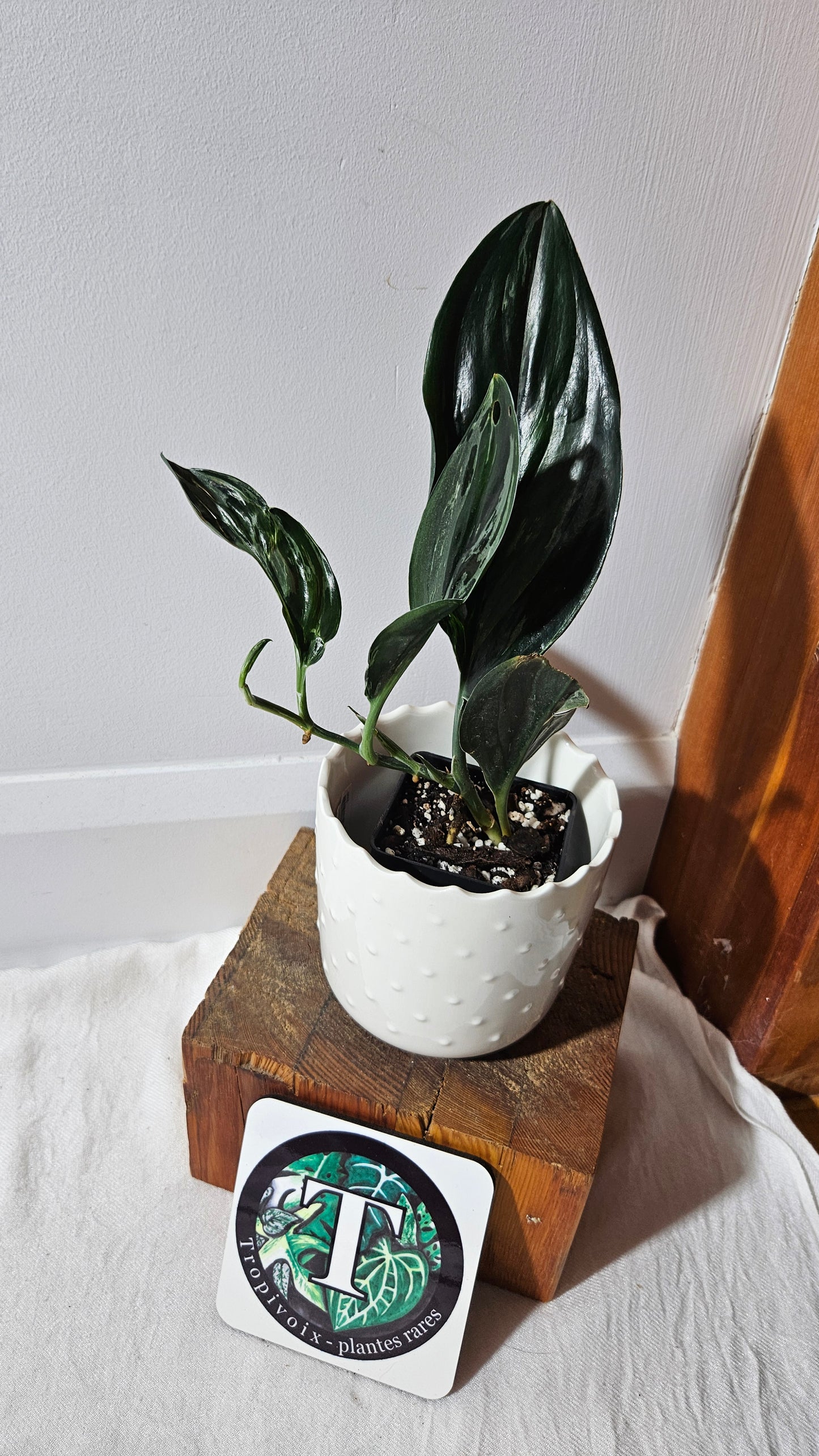 Scindapsus Treubii Dark Form silver (SCI-1014)