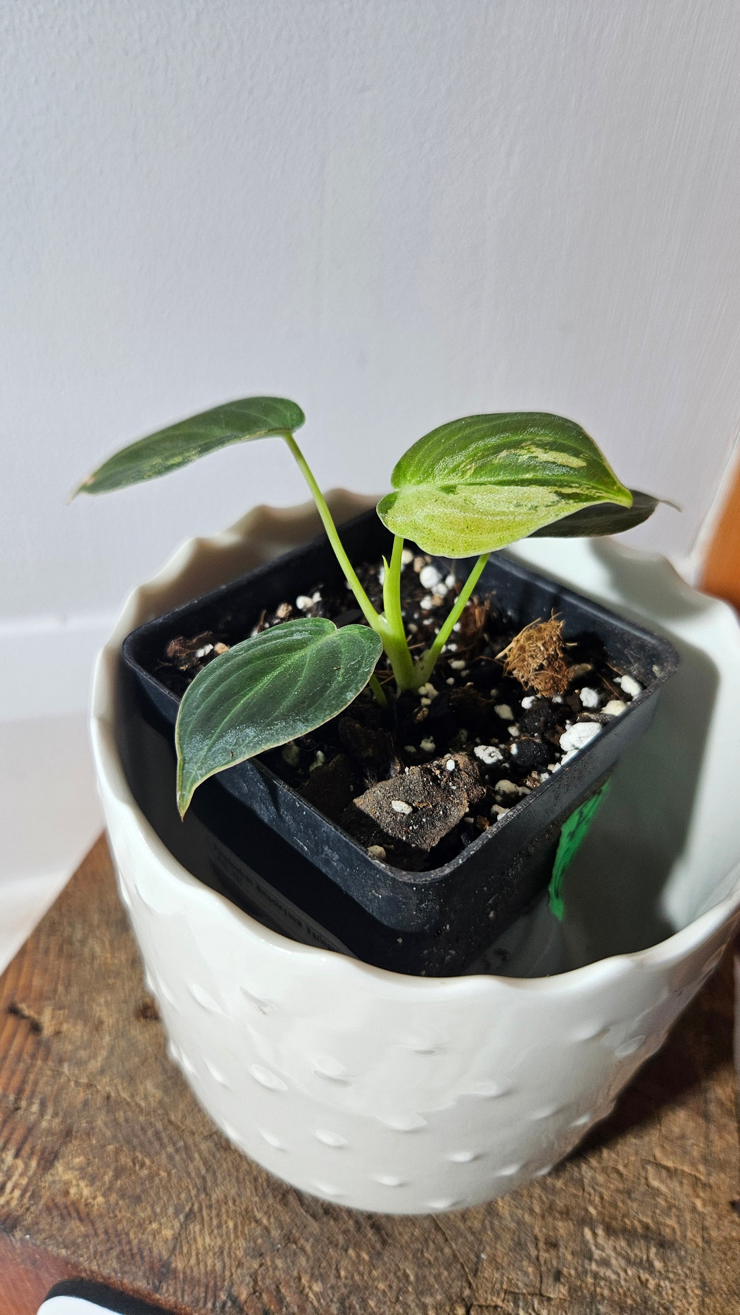 Philodendron Melanochrysum Variegata (PHI-767)