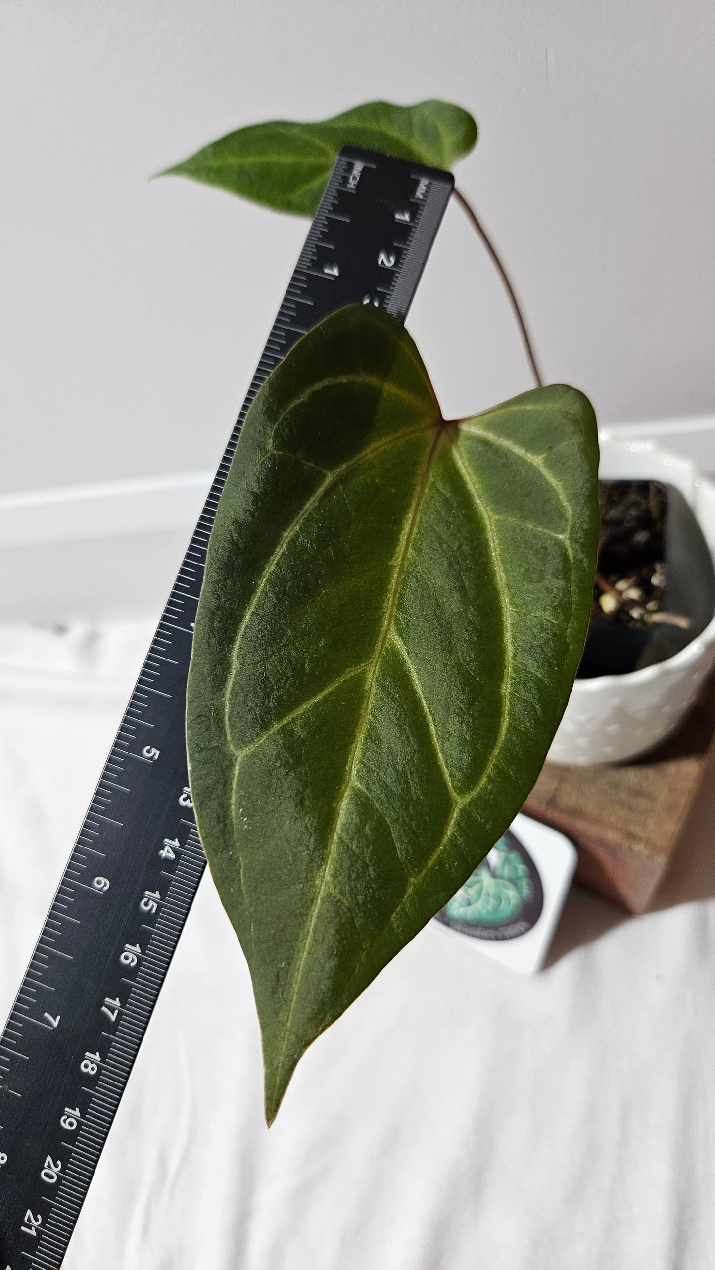 Anthurium Red Stem "format MOYEN" (ANT-112)