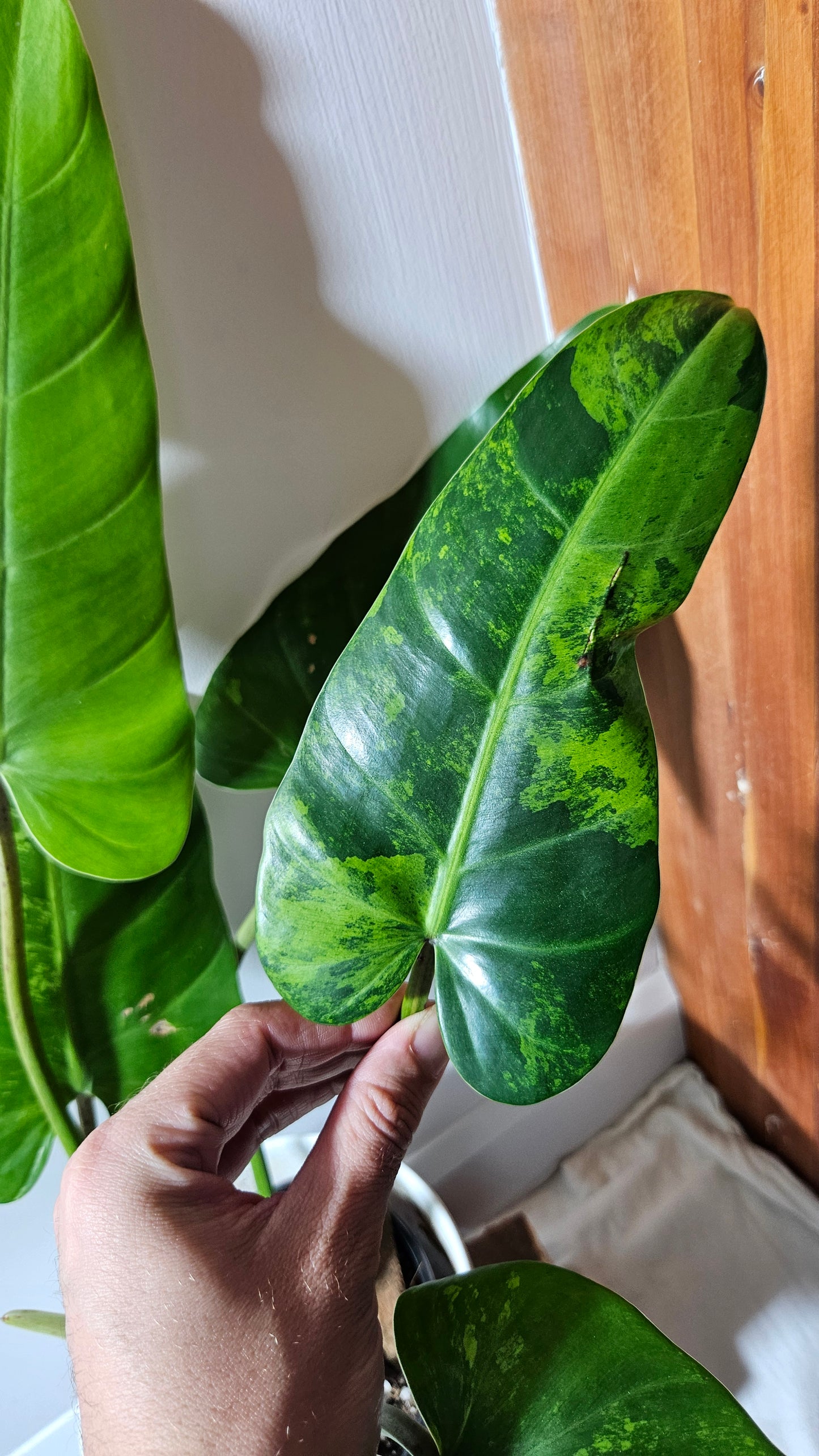 Philodendron whipple Way Variegata (PHI-896)