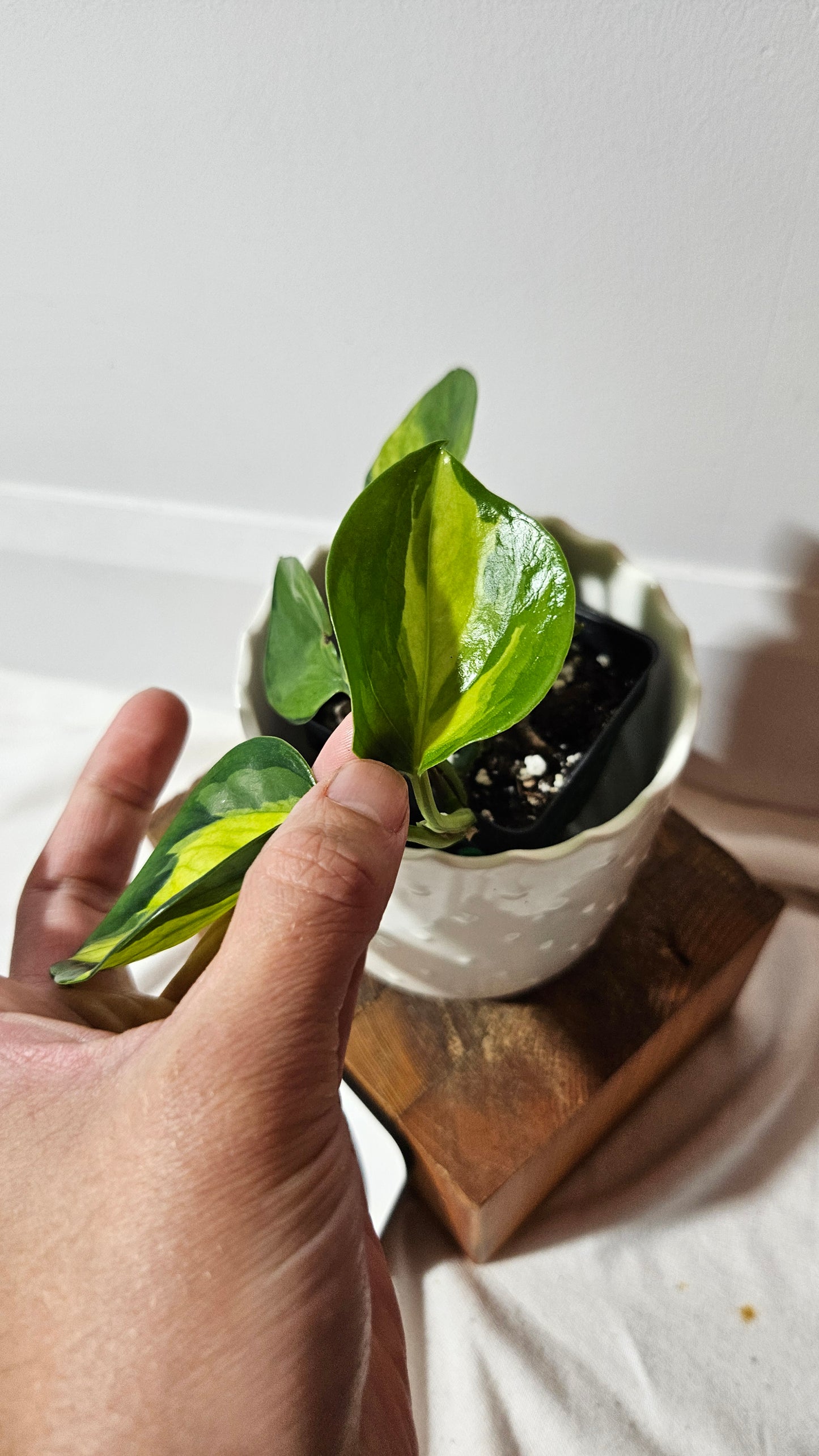 Epipremnum Aureum Manjula yellow/Olivia/Mint (EPI-214)