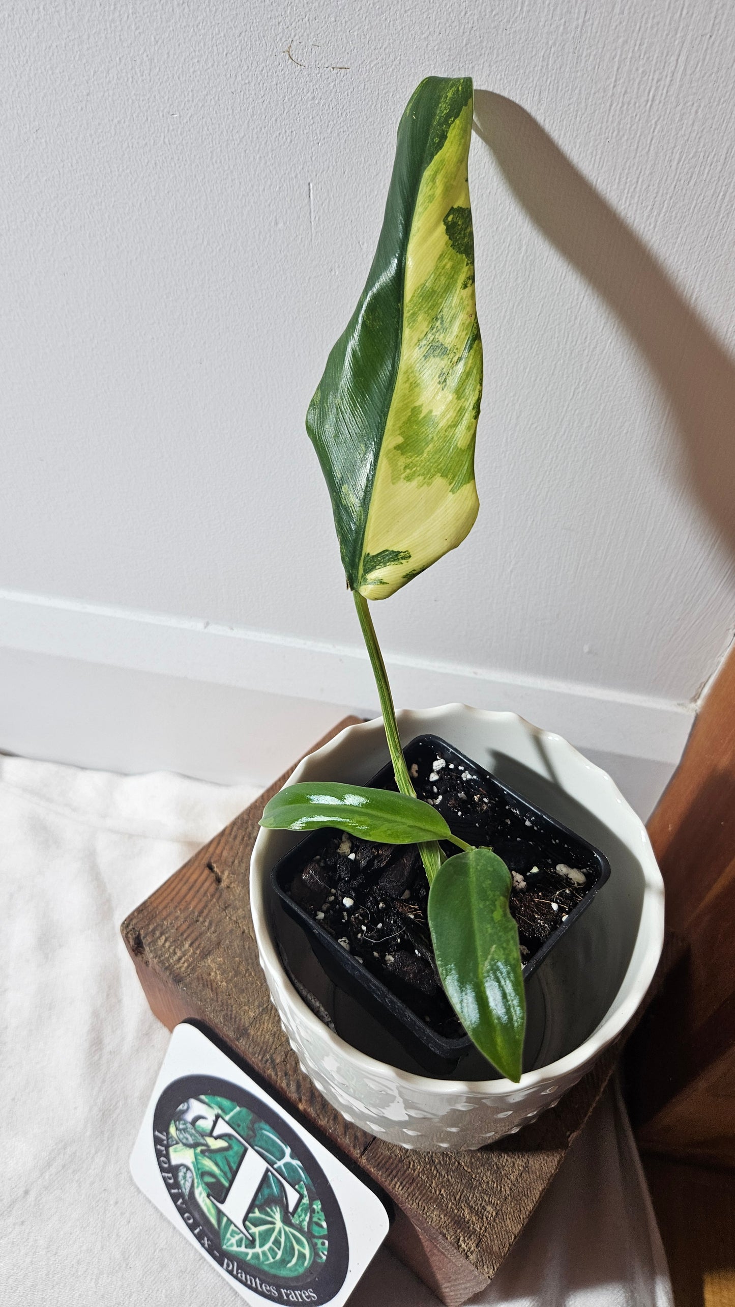 Philodendron Domesticum Variegata (PHI-775)