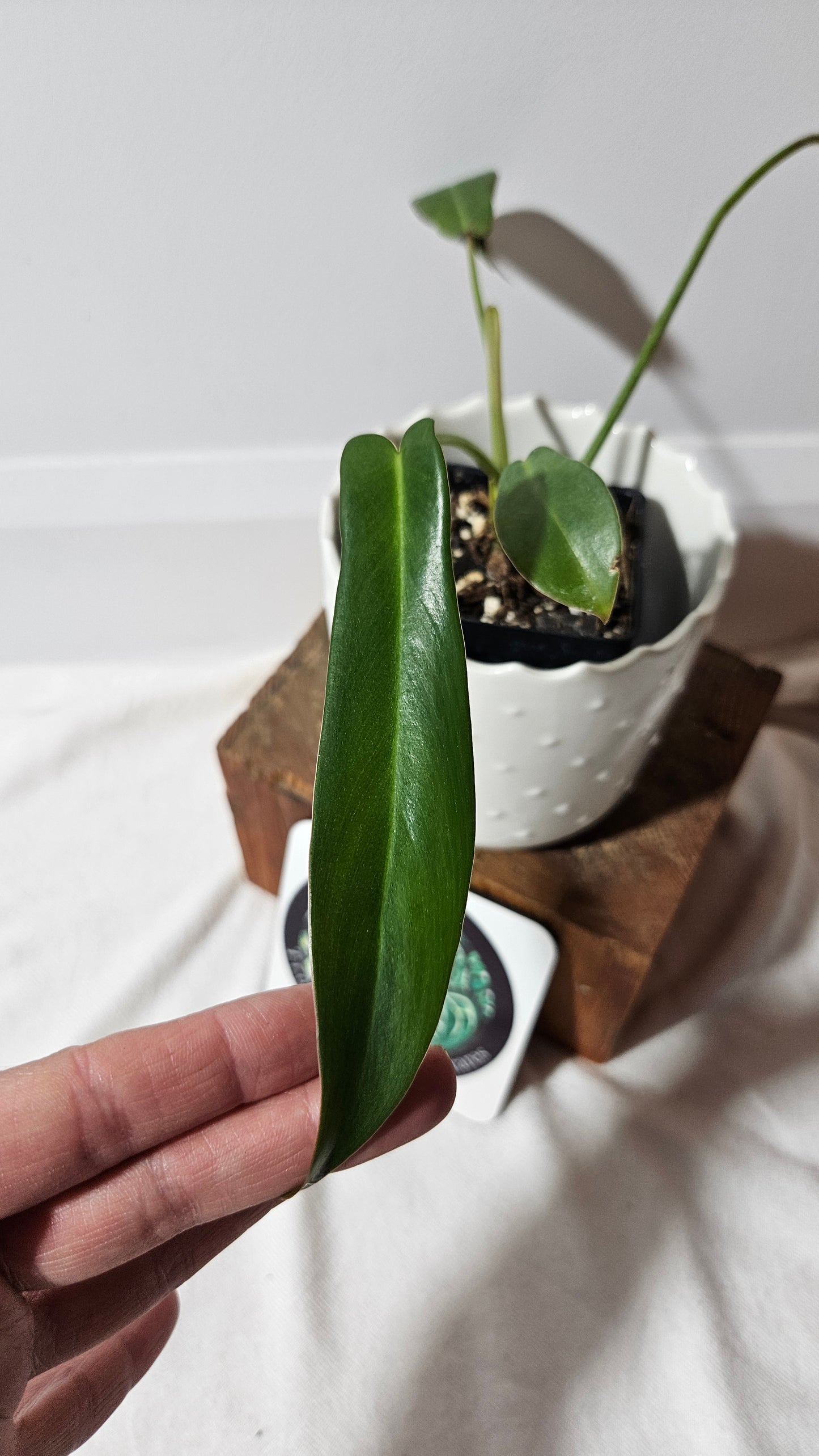 Philodendron Longilobatum (PHI-857)