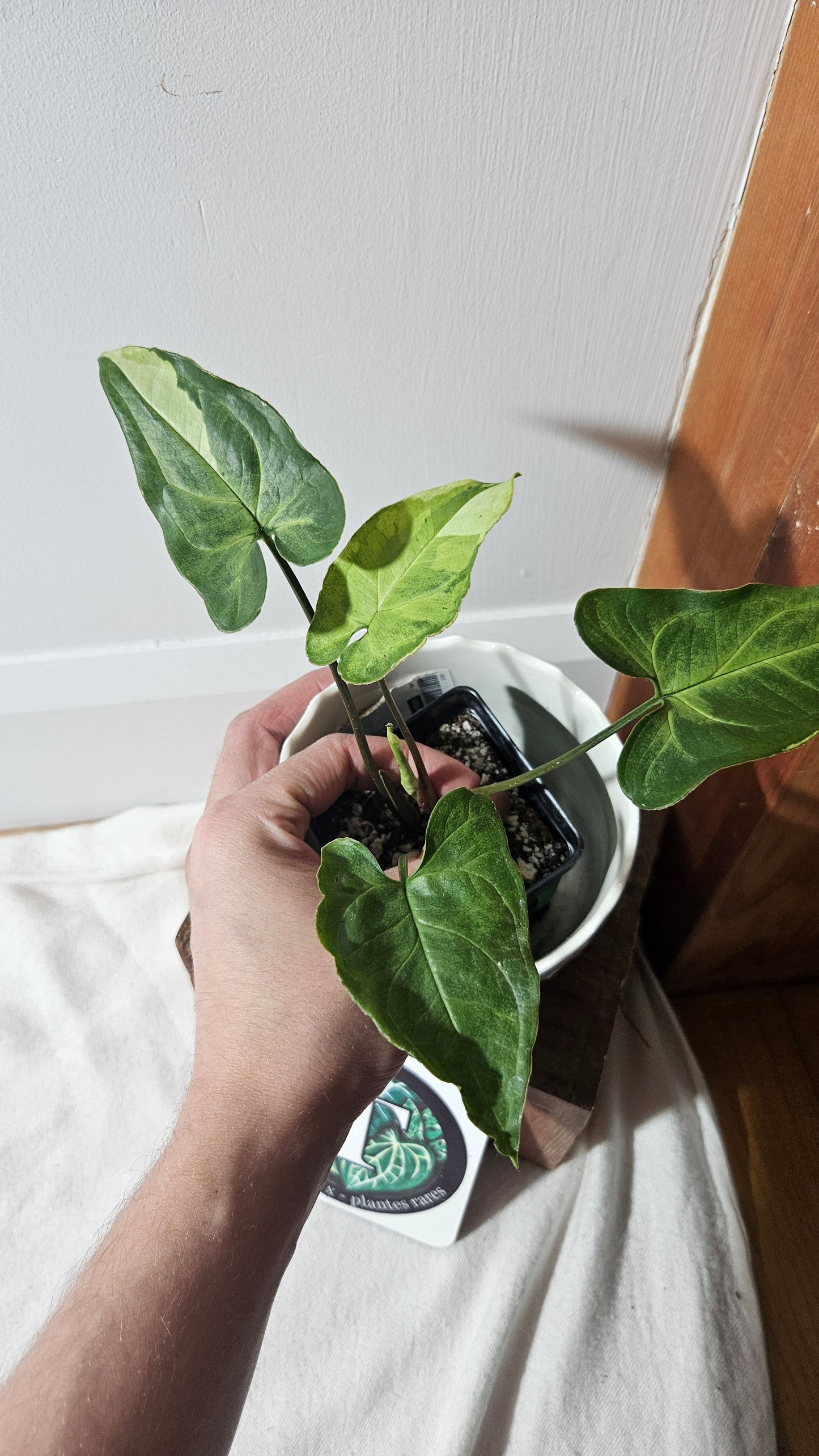Syngonium Three kings (SYN-417)