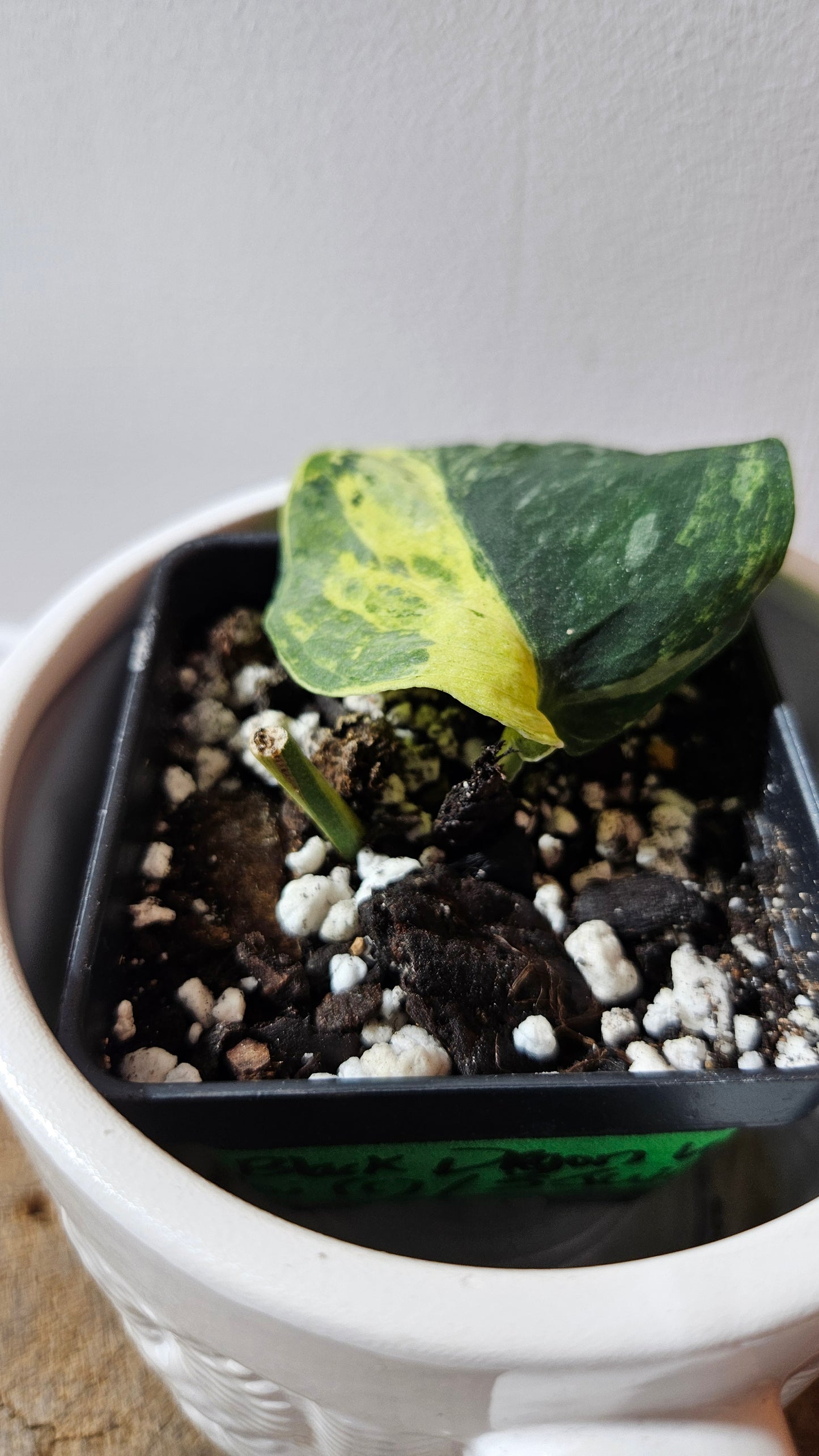 Scindapsus Black Dragon white (SCI-1077)