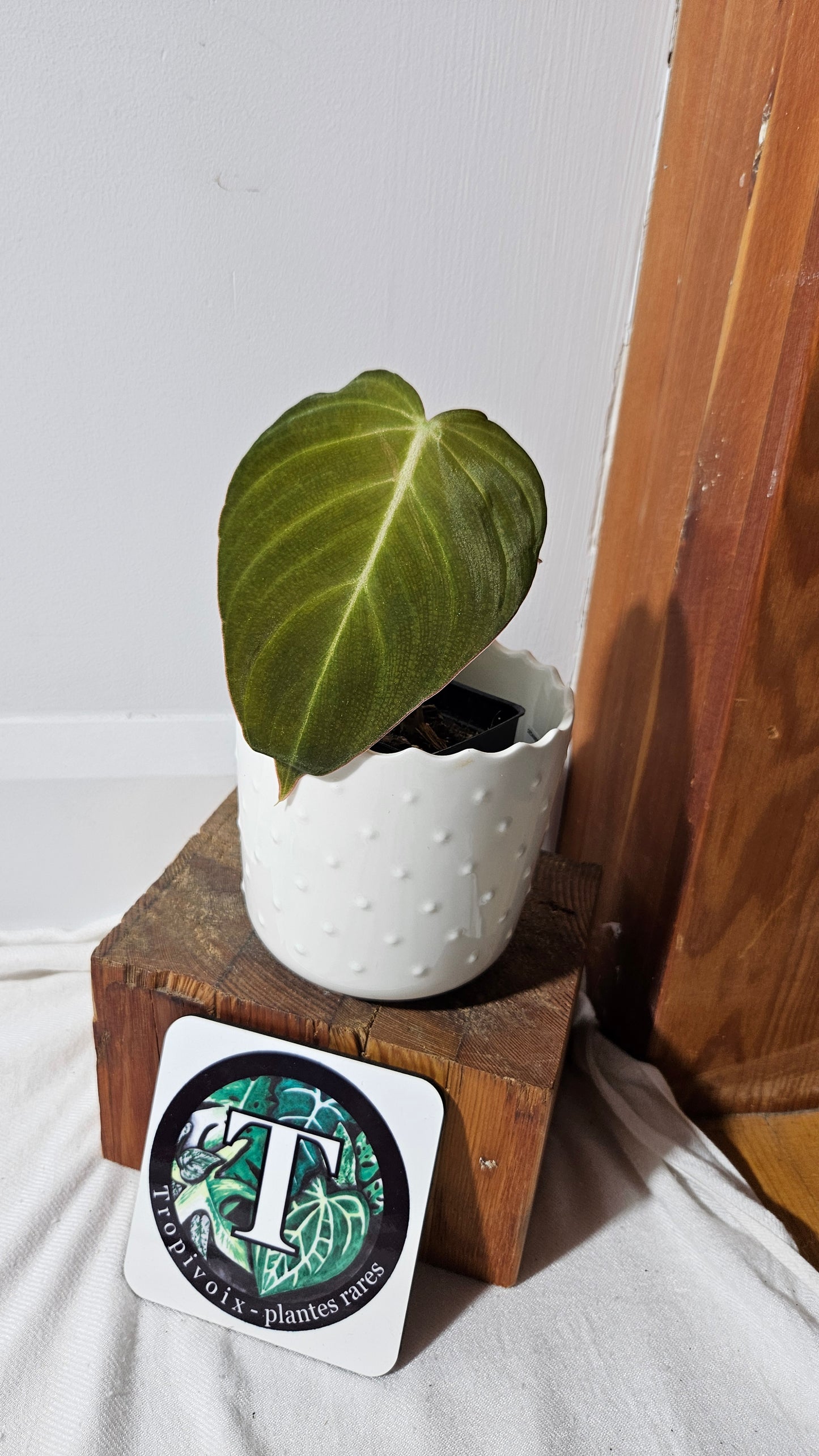 Philodendron Glorious (PHI-835)