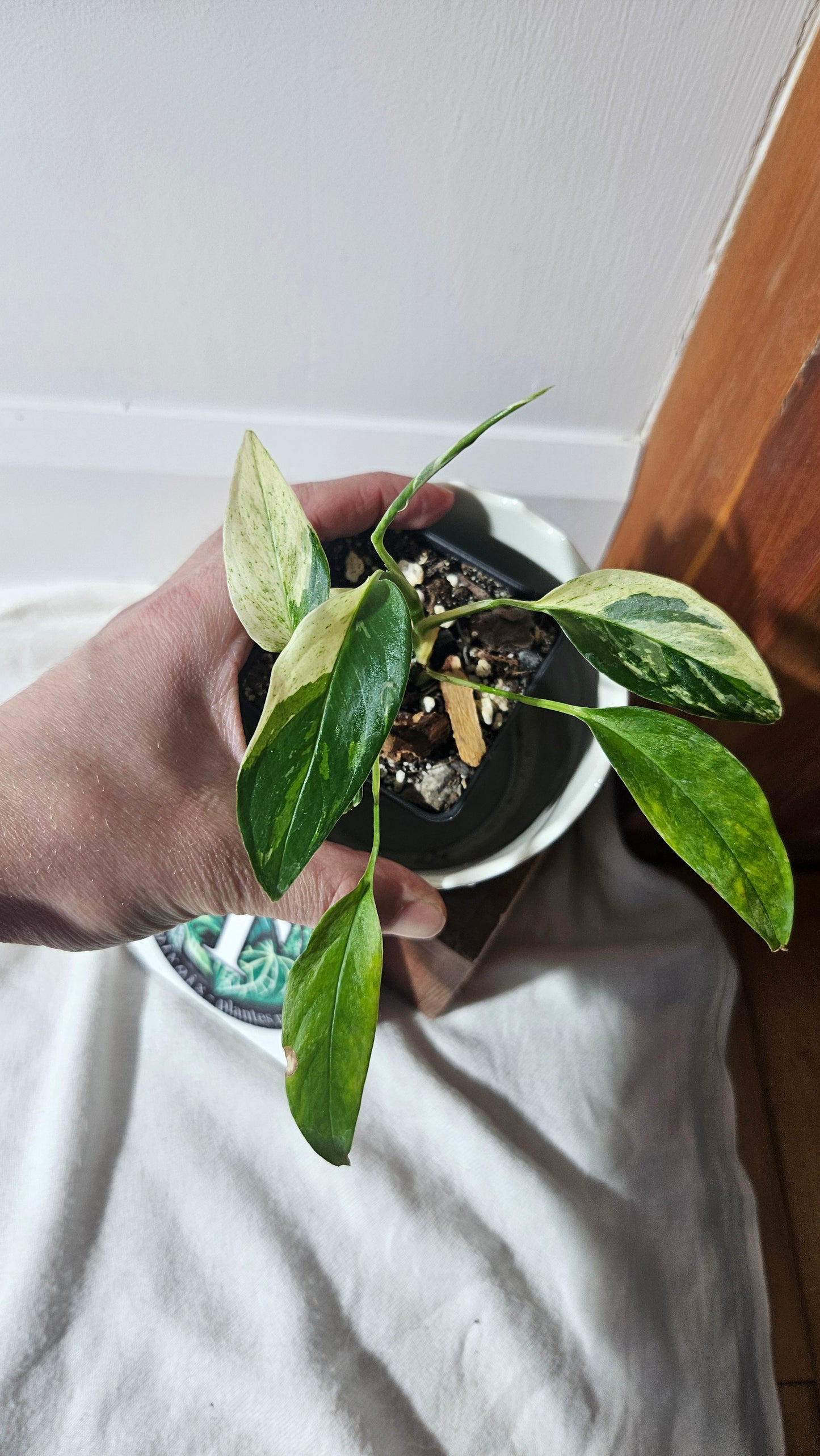Monstera Laniata Mint (MON-398)