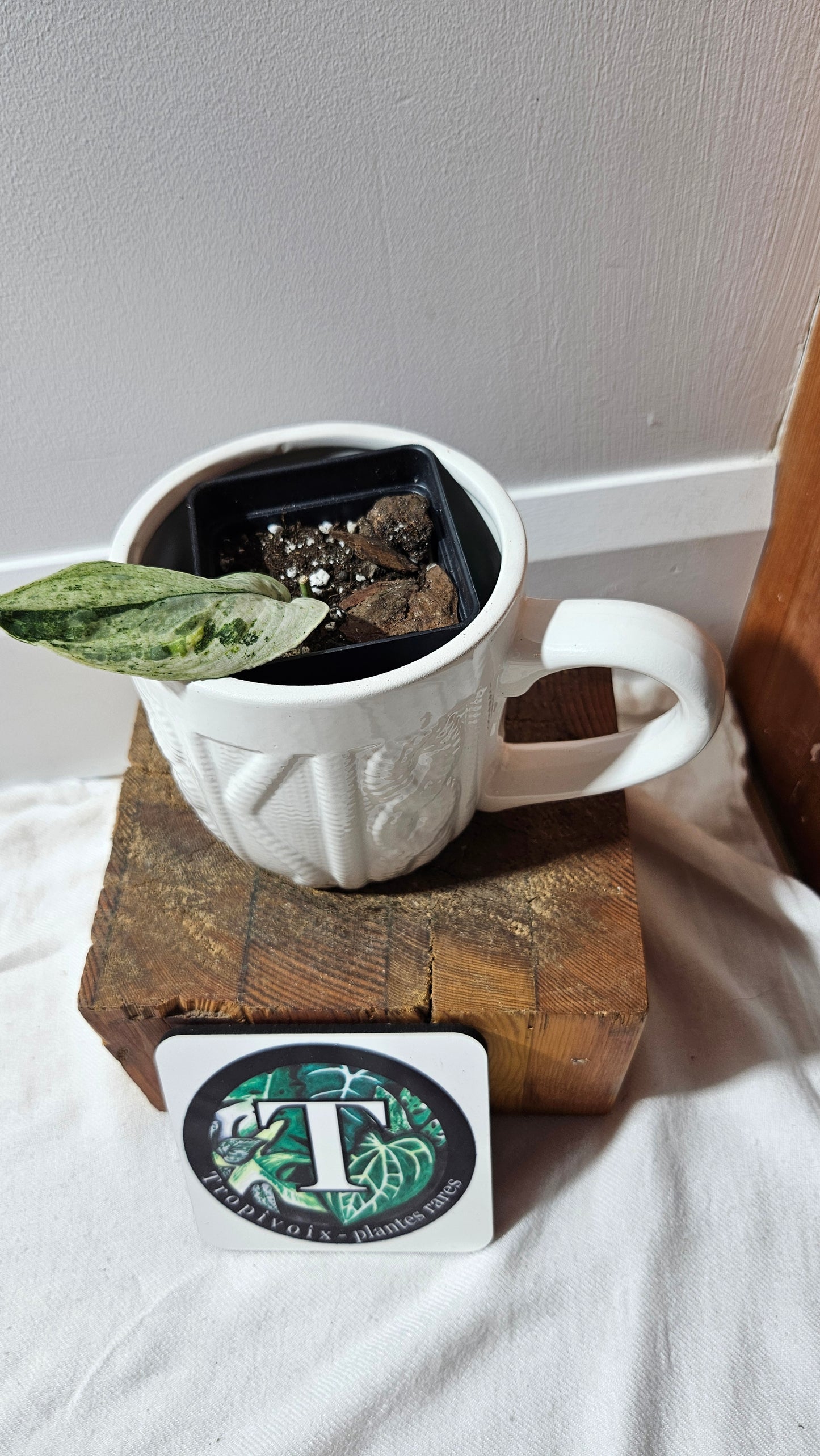 Scindapsus Black Dragon white (SCI-1206)