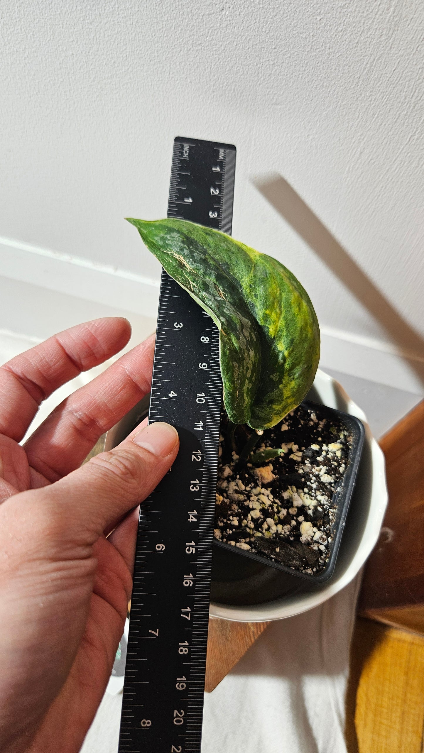 Scindapsus Mejile (SCI-820)