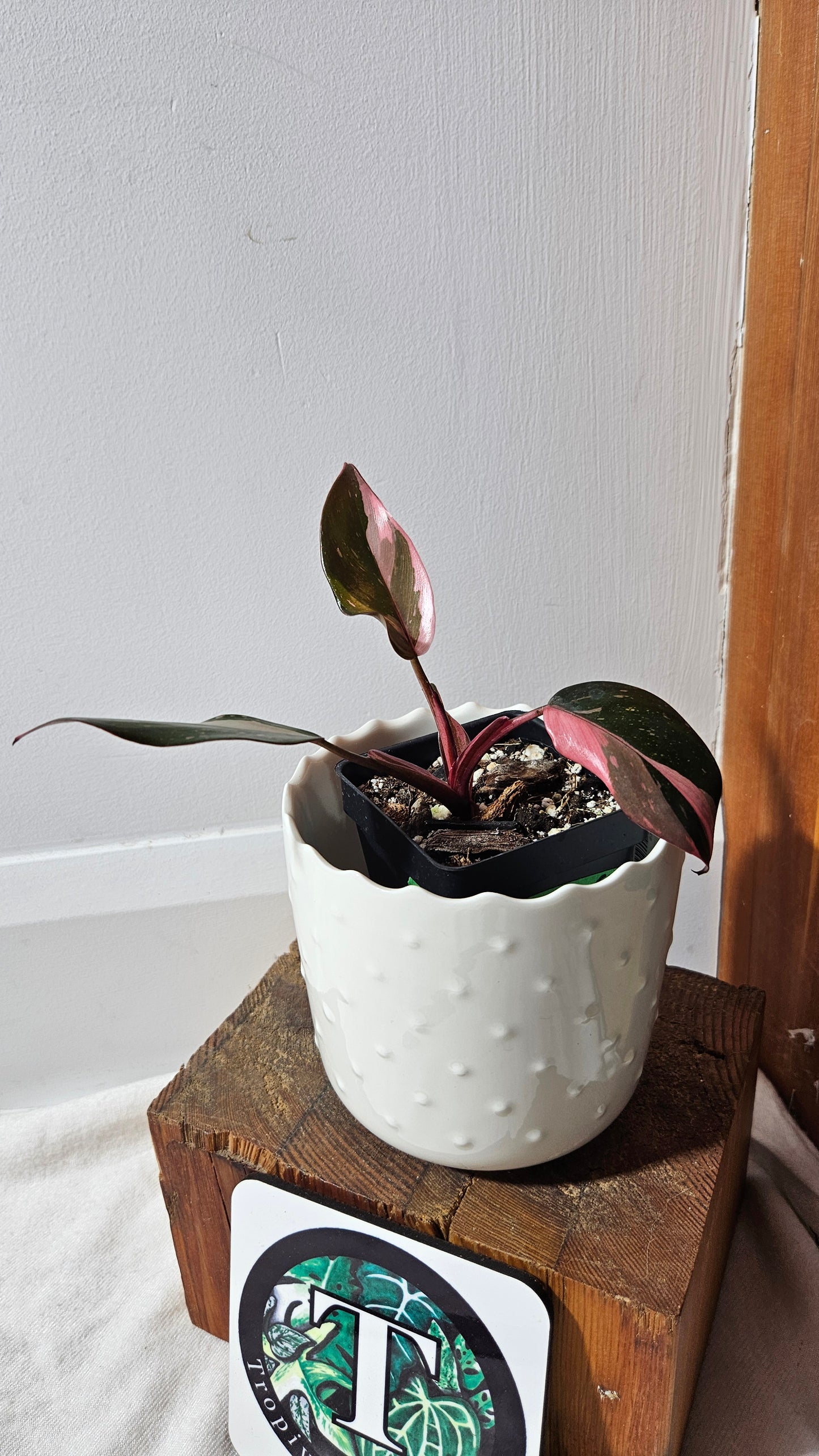 (Philodendron Black Cherry (PHI-712)