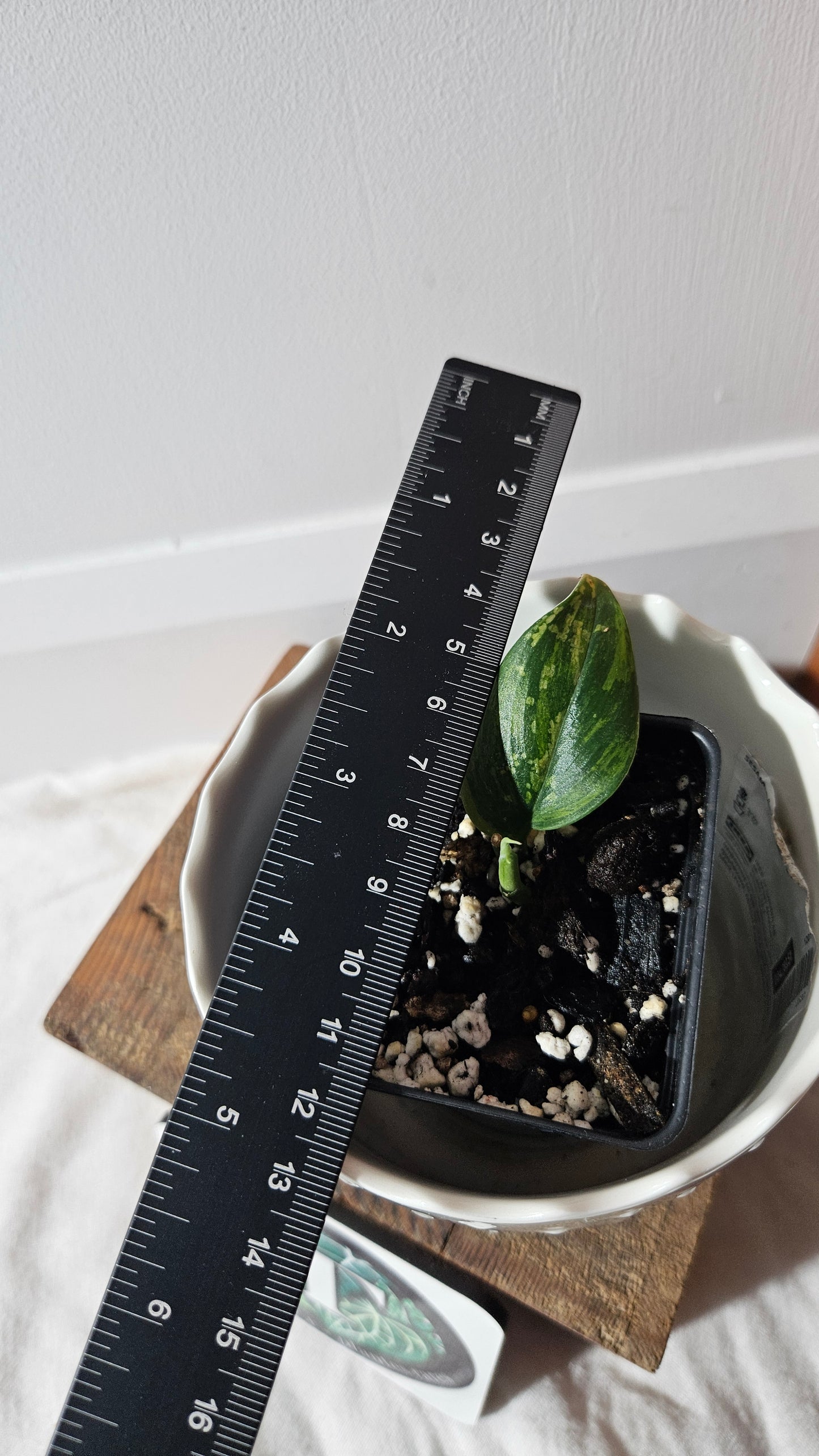 Scindapsus Rubicon (SCI-908)