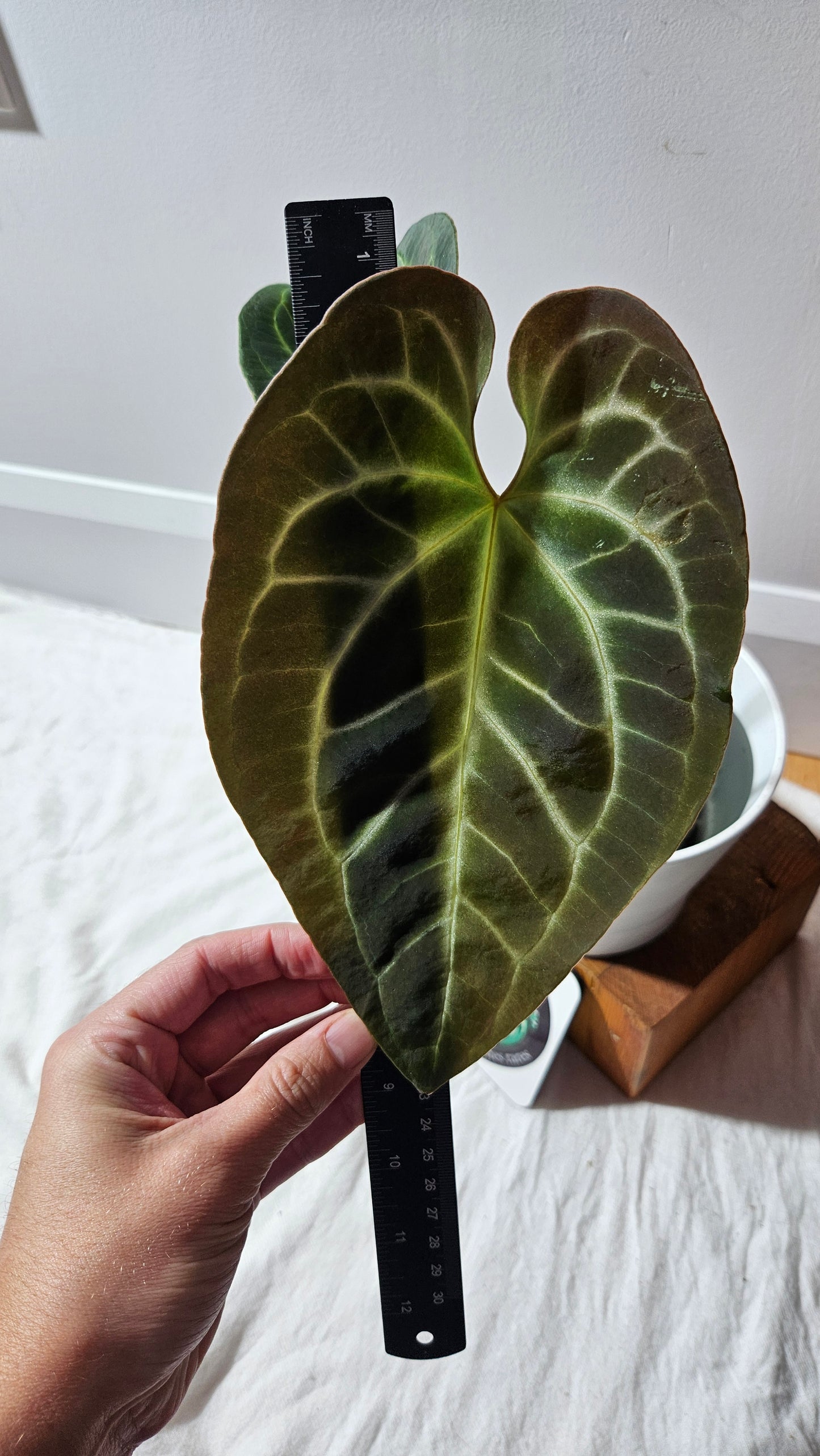 Anthurium Besseae Aff Velvet "Format MOYEN/LARGE" (ANT-295)