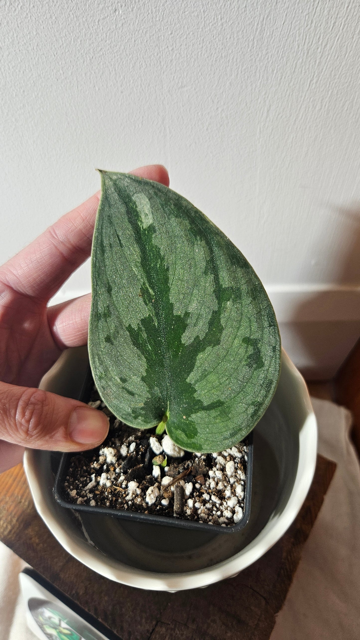 Scindapsus Sparkling Bornéo (SCI-924)