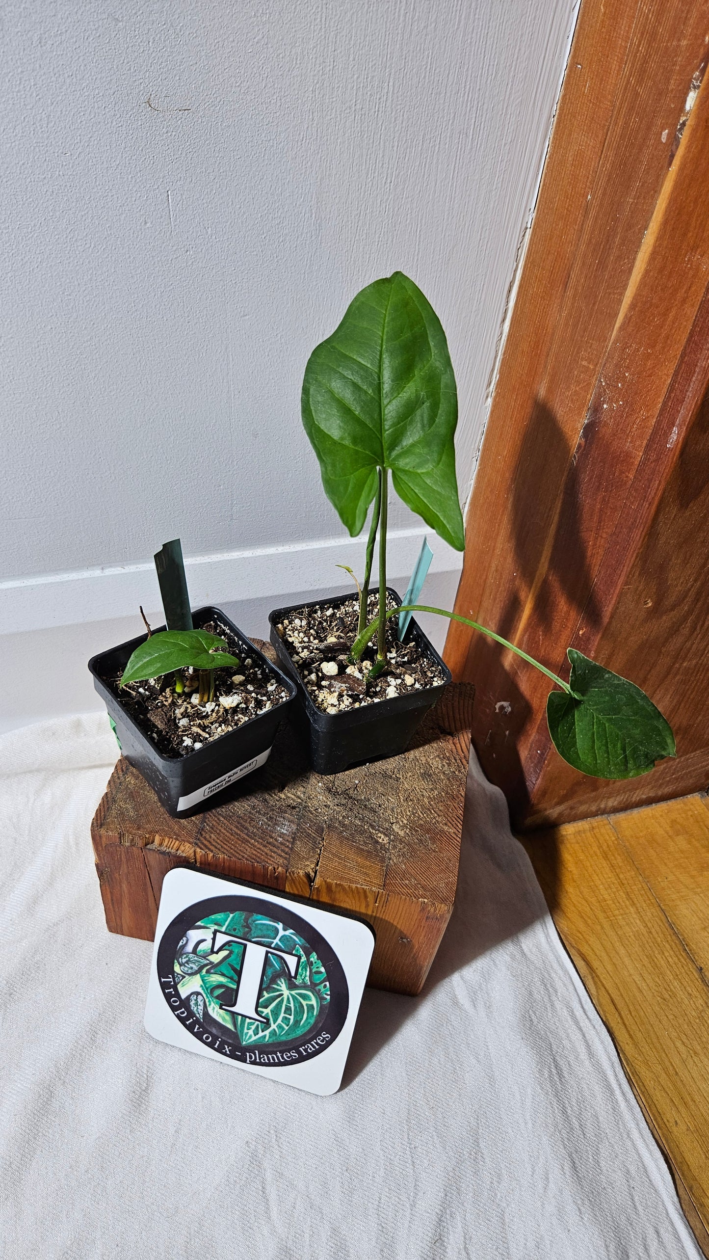 "FREEBIE " Syngonium Mojito REVERT 1 FREEBIE/PERSONNE (avec achat minimal de 60$ avant taxes)