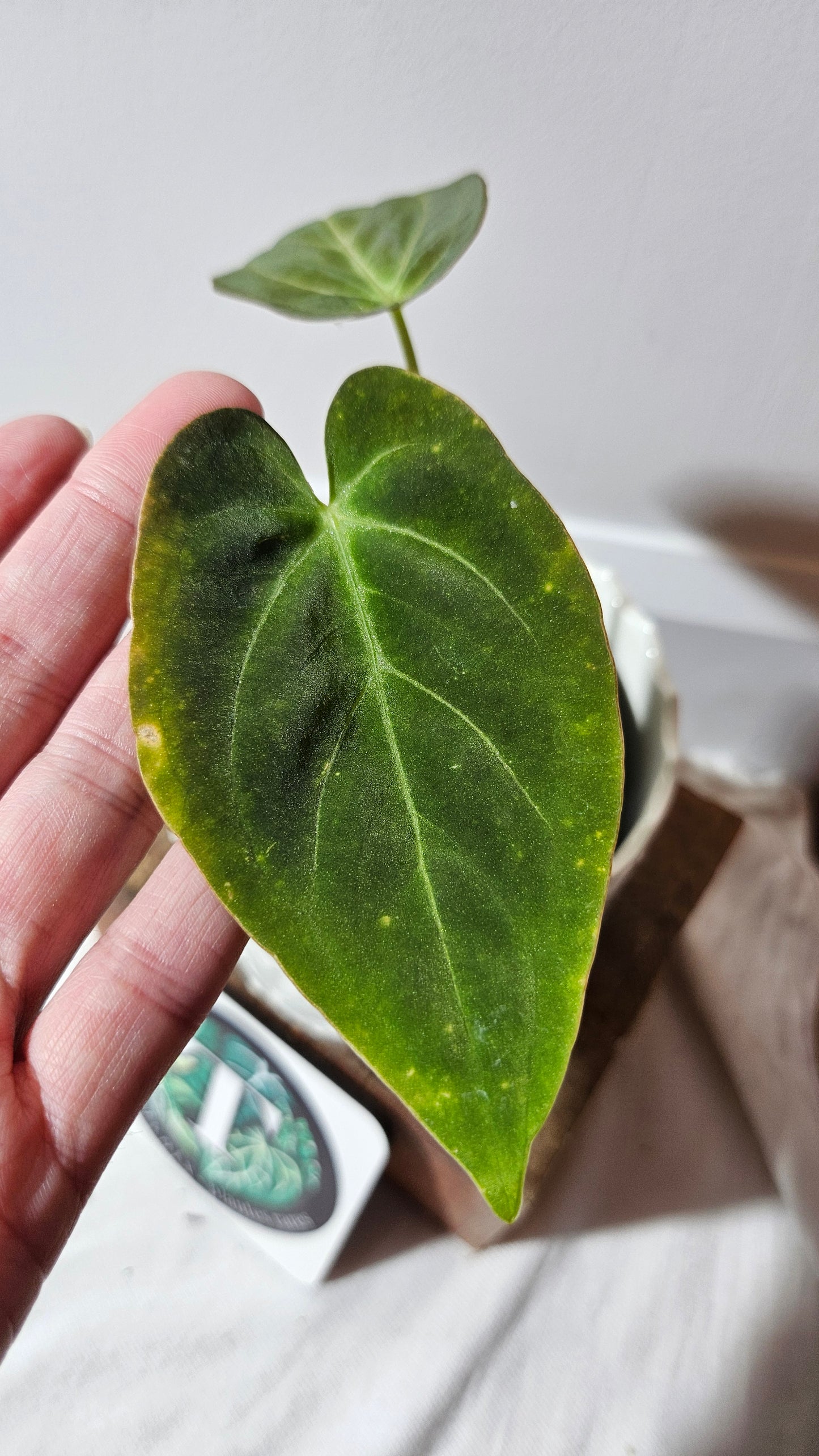 Anthurium Dark Phoenix "format MOYEN" (ANT-458)