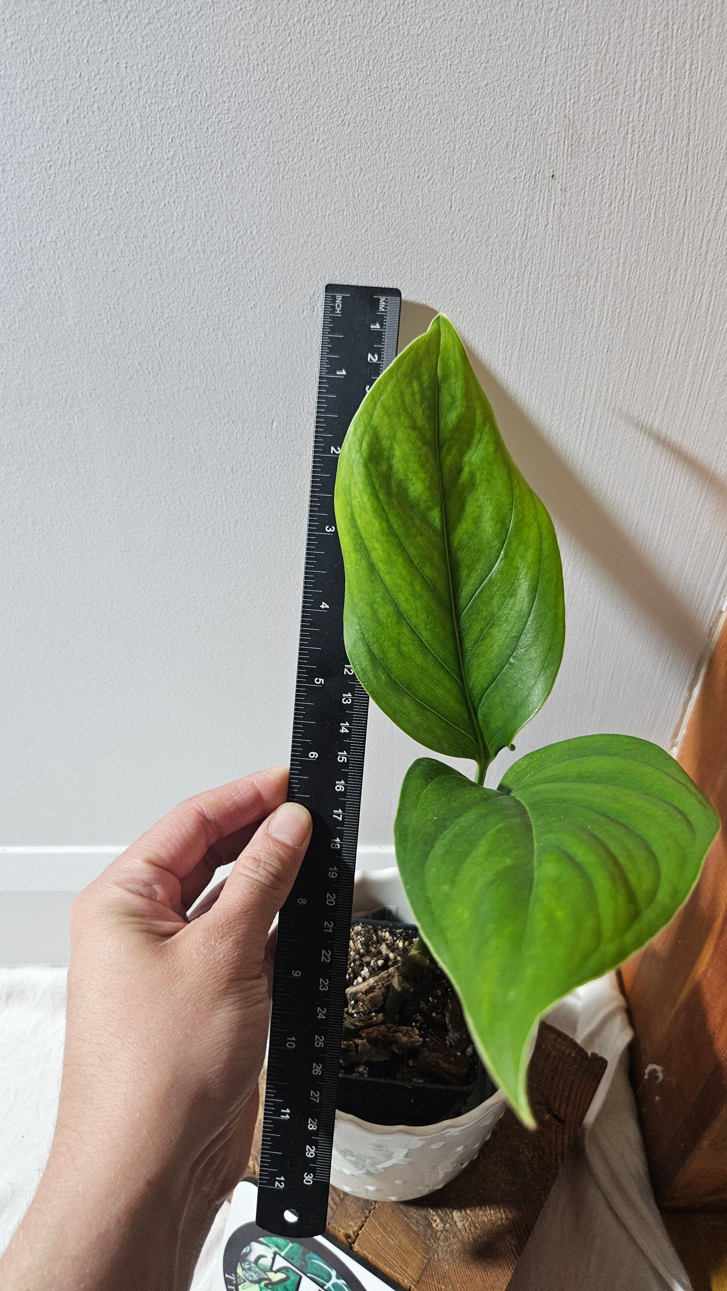 Monstera Obliqua Aff Limon (MON-432)