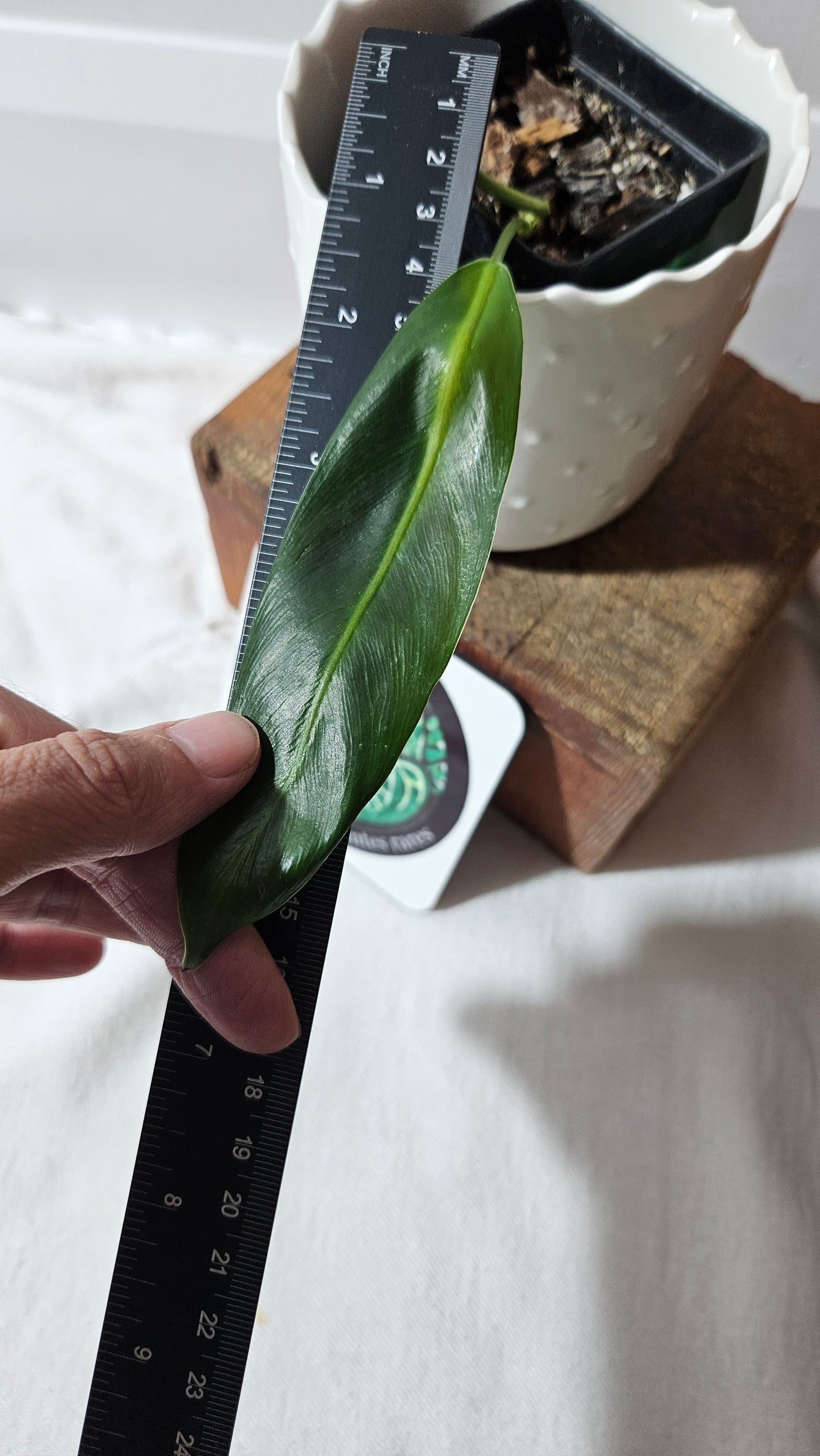 Philodendron Patriciae Narrow (PHI-921)