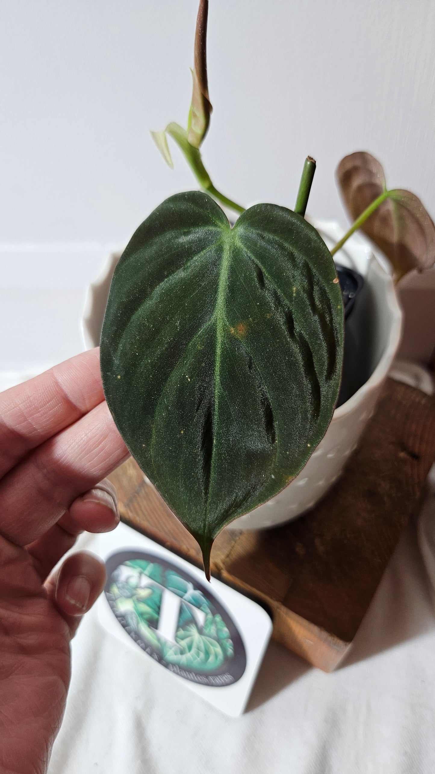 Philodendron Mican Var. REVERT (PHI-843)