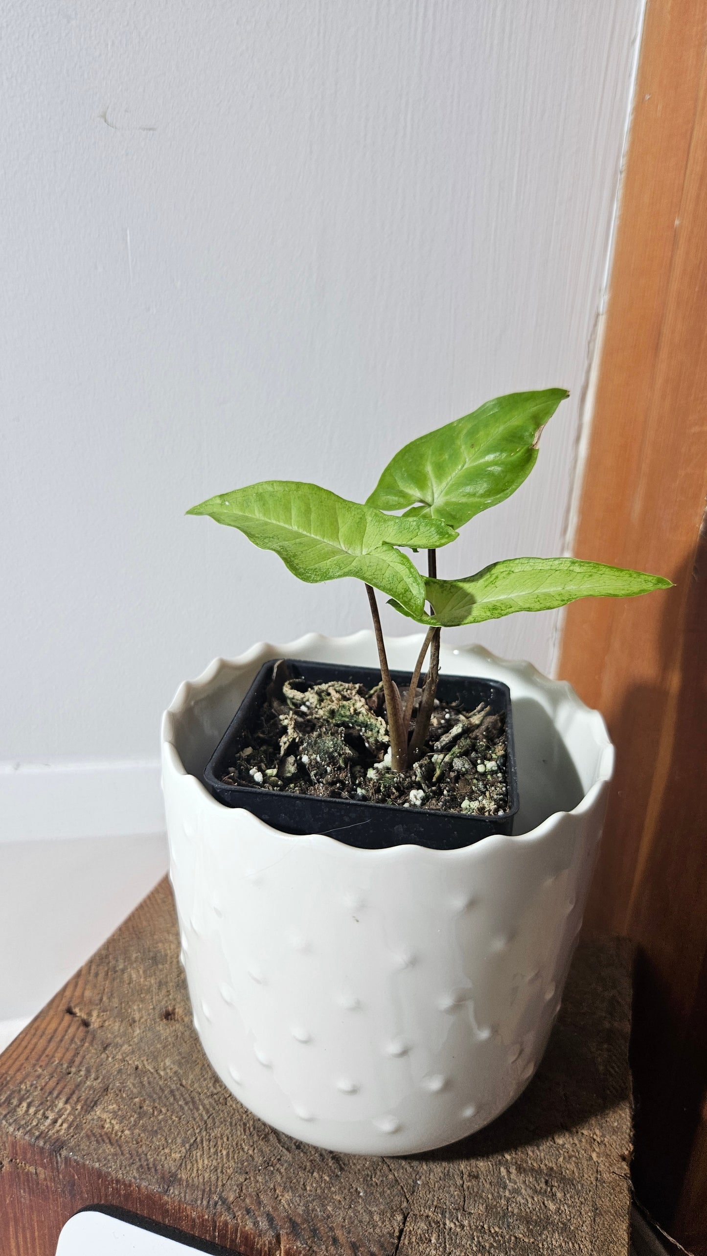 Syngonium Angustatum Lemon (SYN-418)