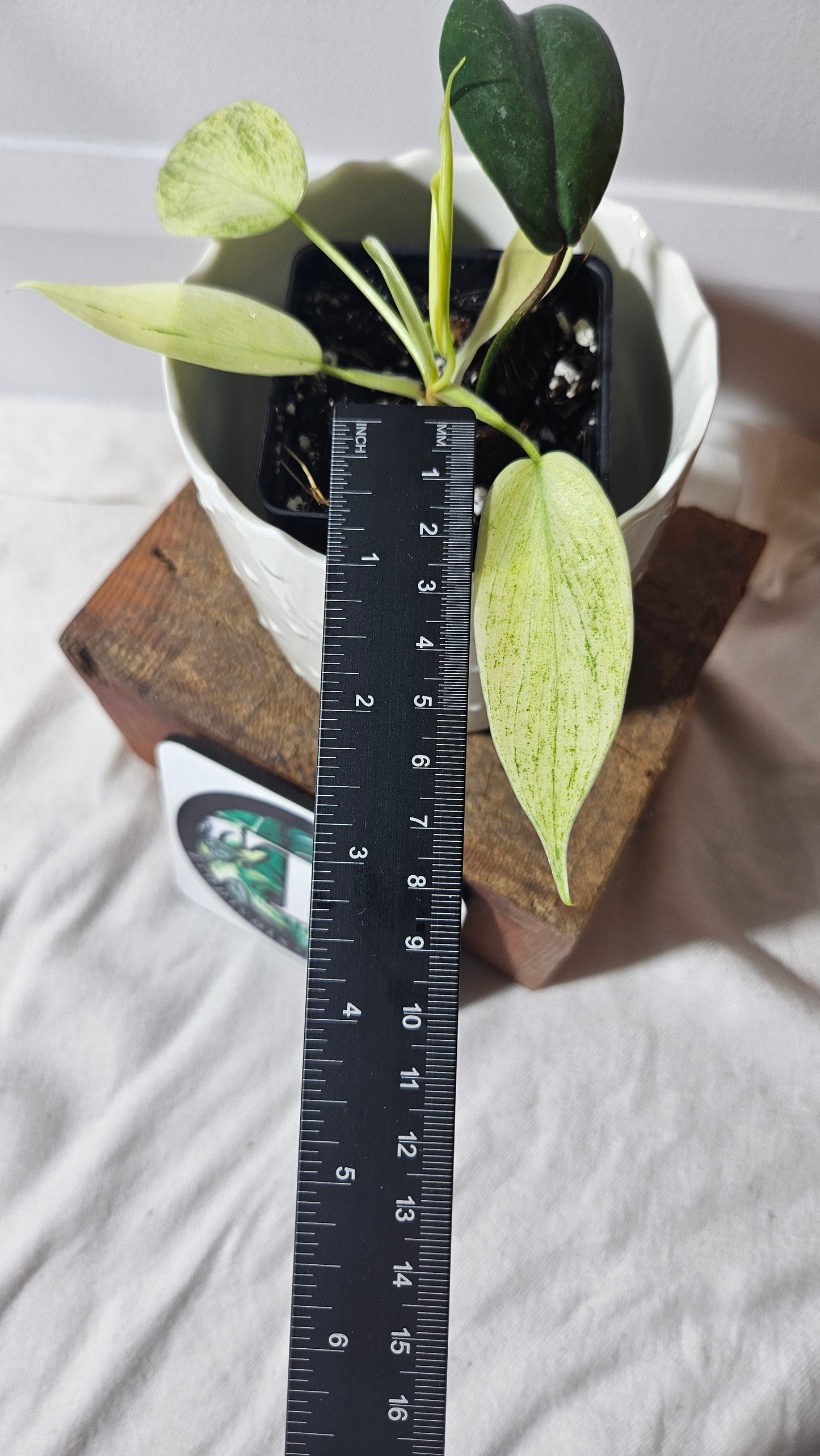 Philodendron Florida Ghost (PHI-624)