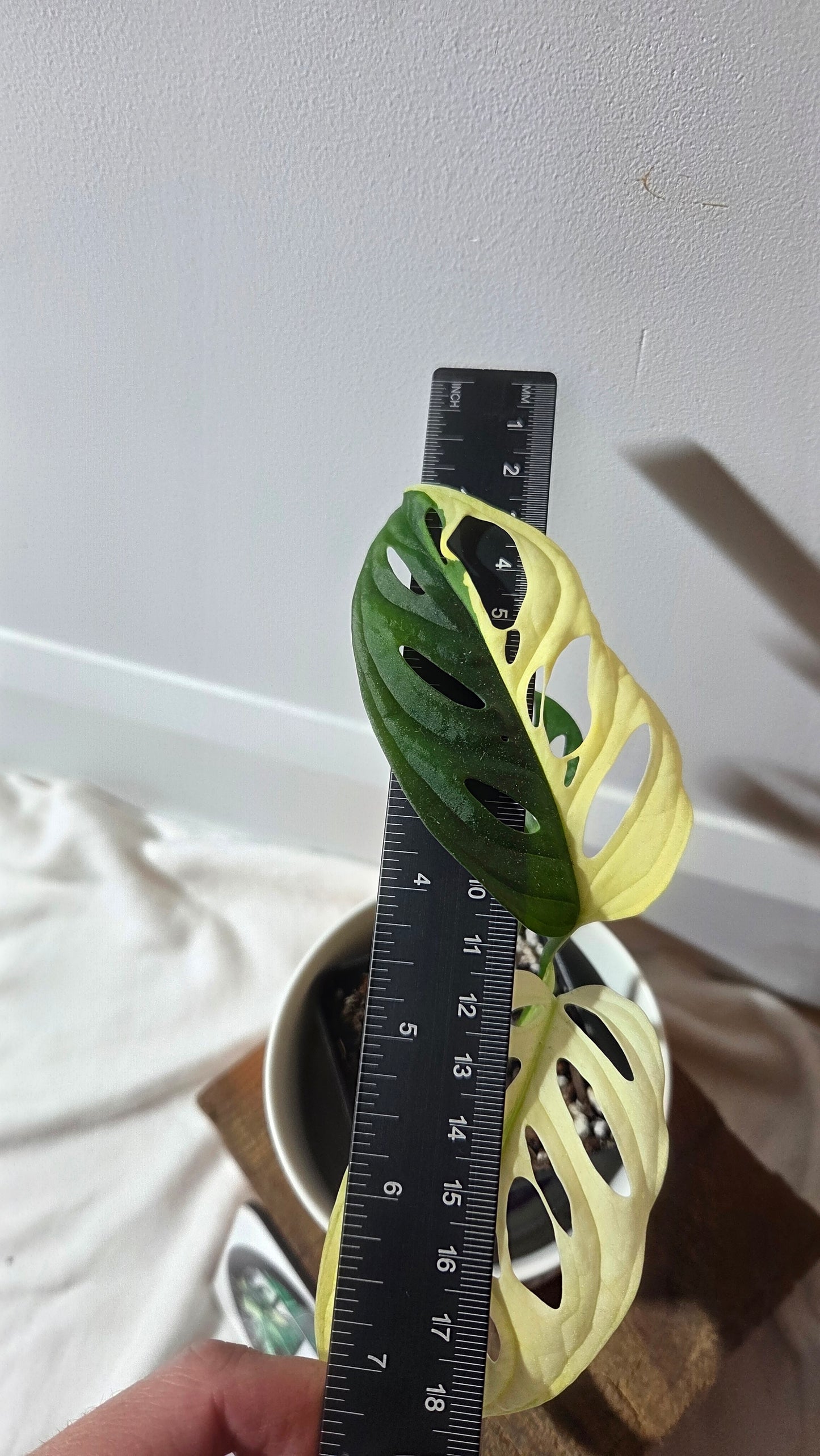 Monstera Andasonii Albo (MON-495)