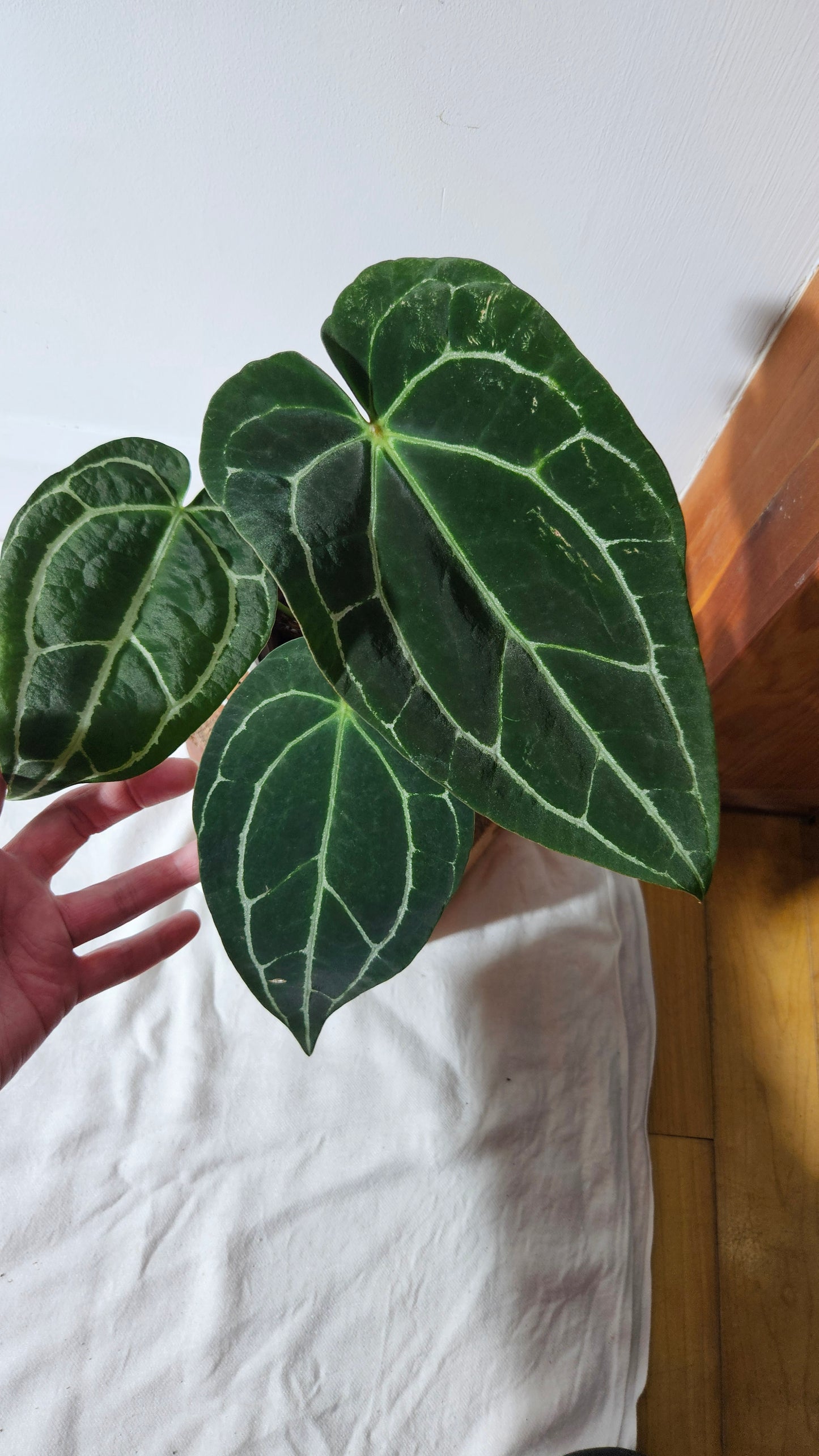 Anthurium Crystallinum Dark (ANT-415)