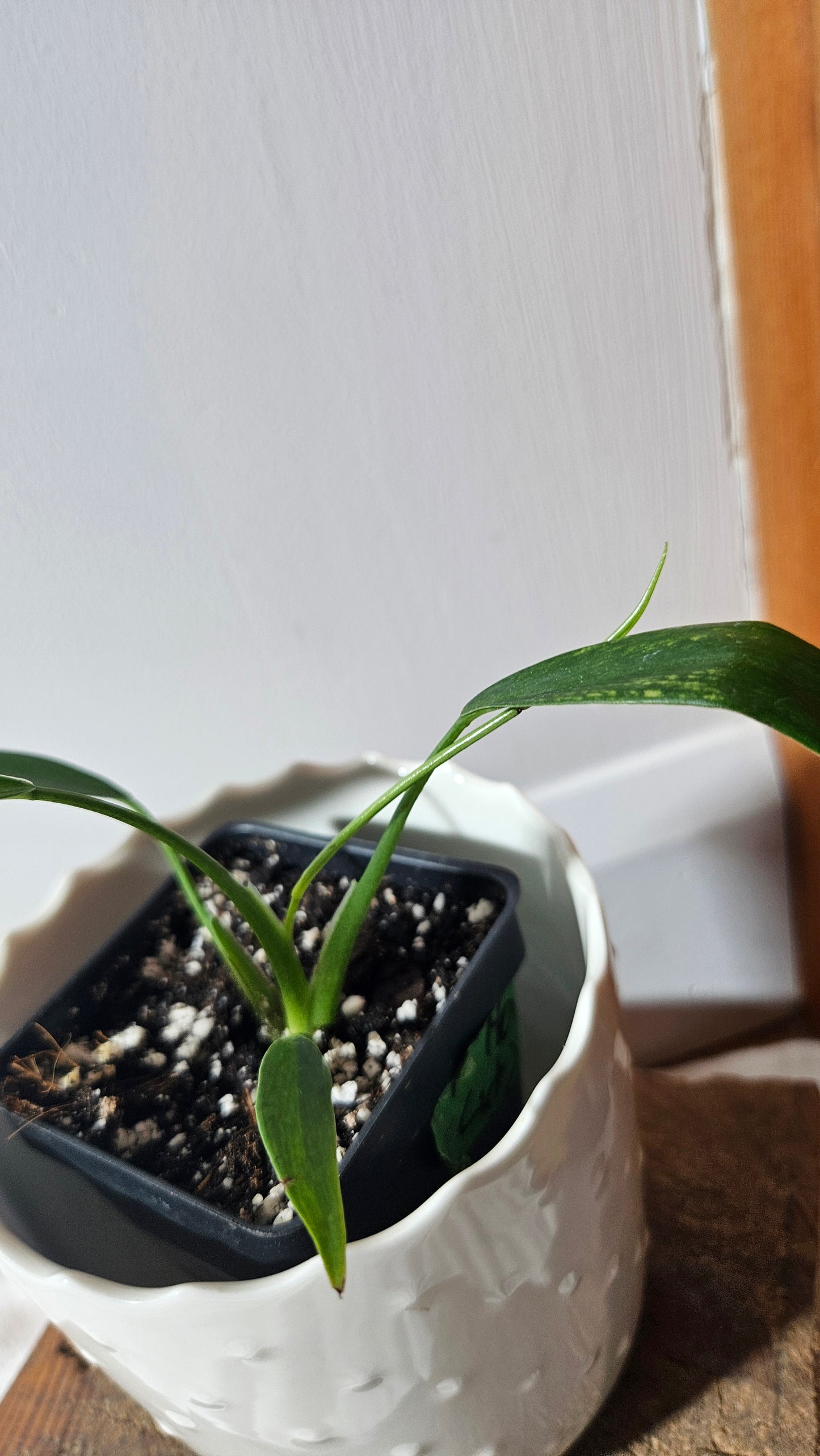 Philodendron Holtonianum (PHI-765)