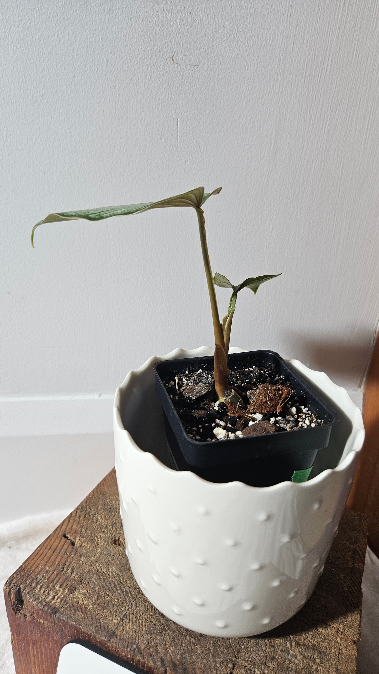 Philodendron Mamei White (PHI-770)