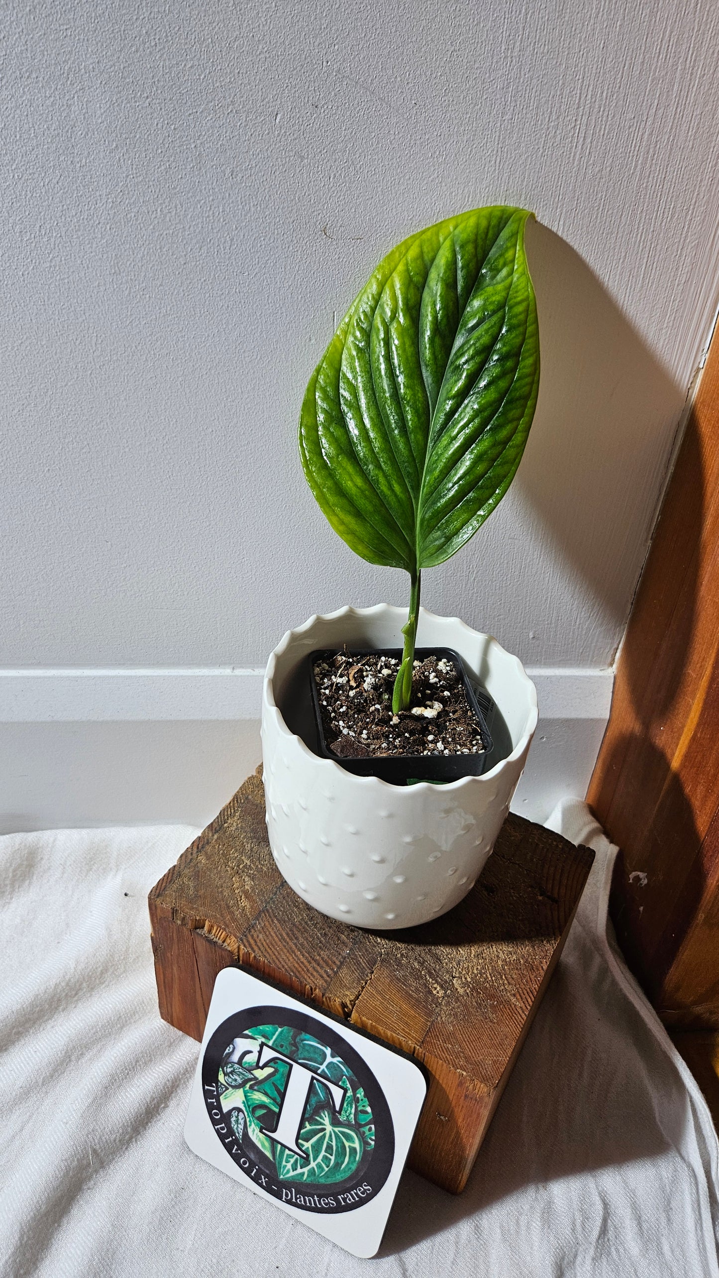 Monstera Obliqua Aff Black Strypes (MON-425)