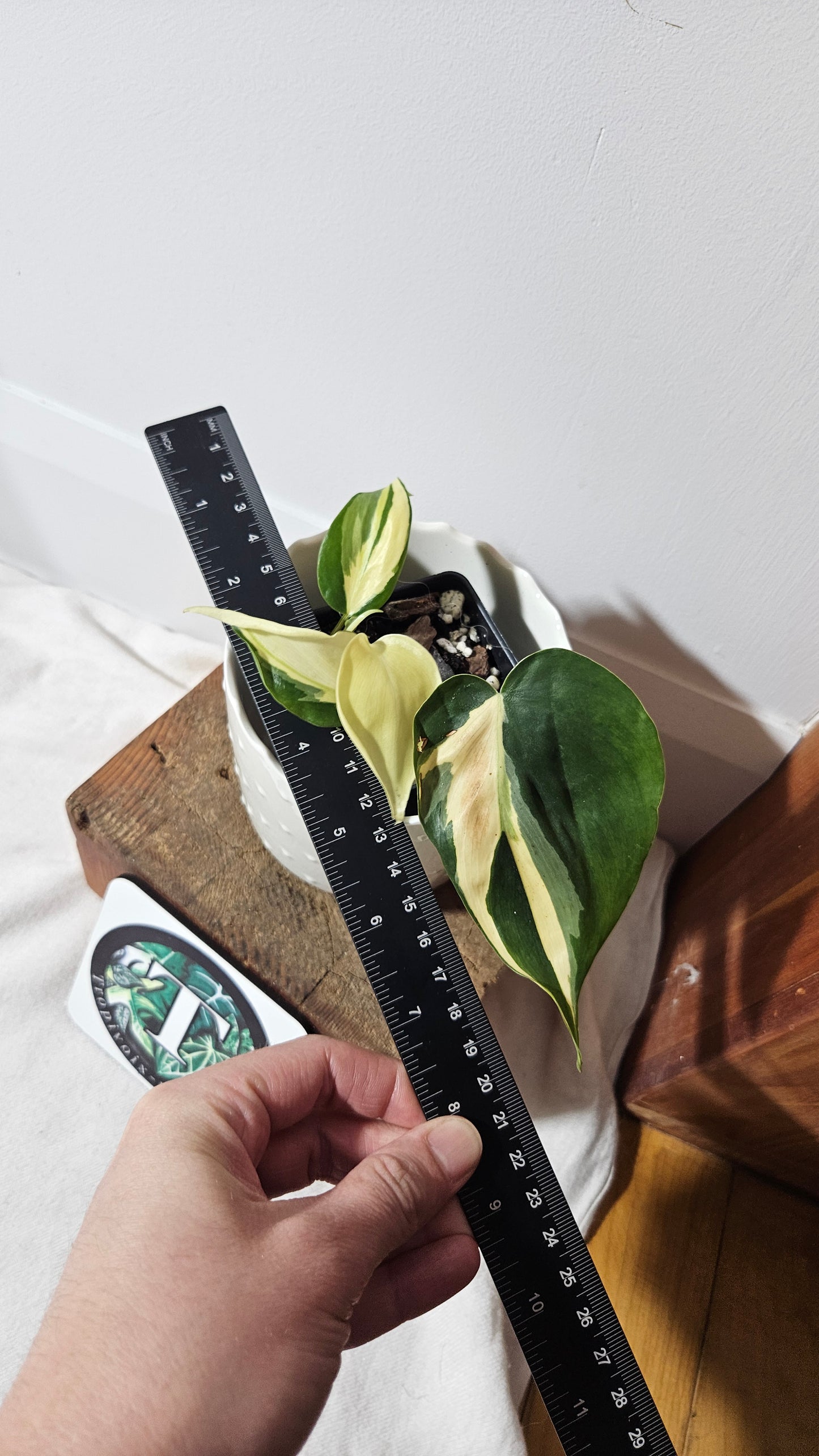 Philodendron Hederaceum Silver Stripe (PHI-735)