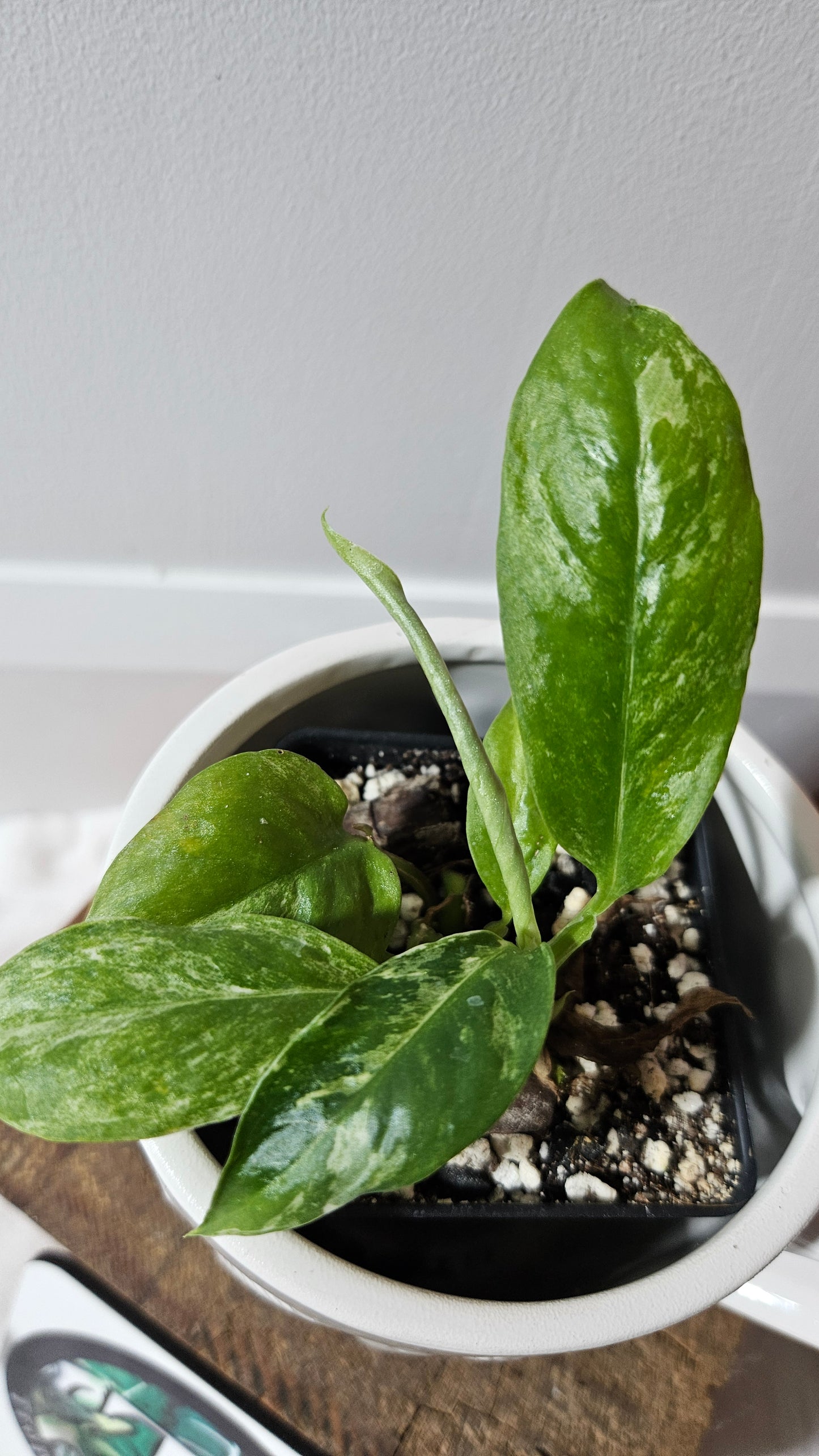 Rhaphidophora Puberula Variegata (AUT-082)