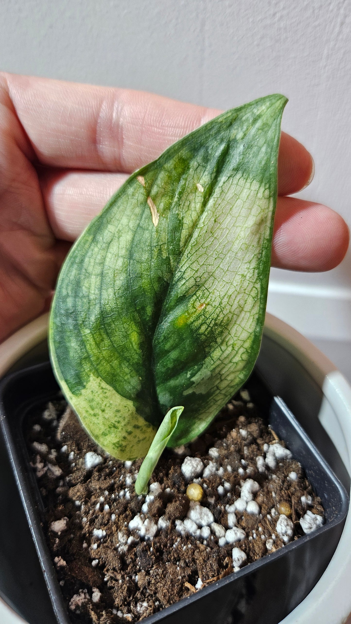 Scindapsus Silver Splash kiara (SCI-1191)