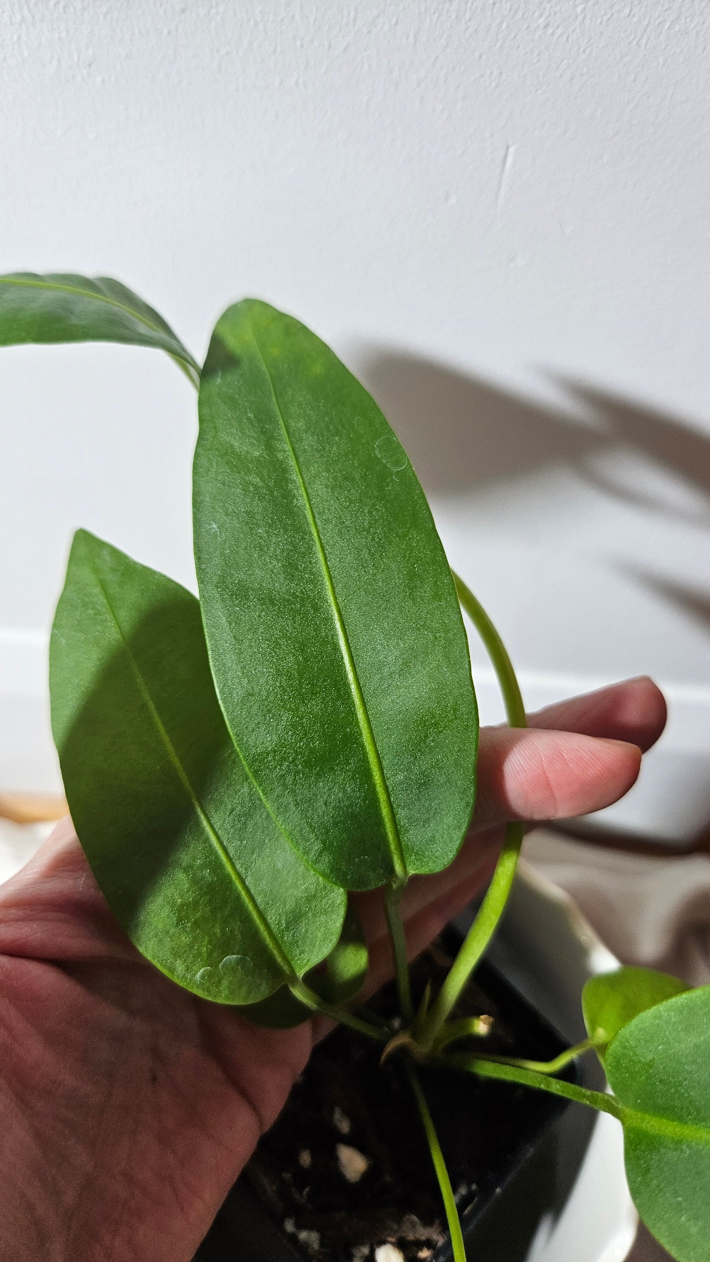 Anthurium SP Morona "format PETIT" (ANT-247)