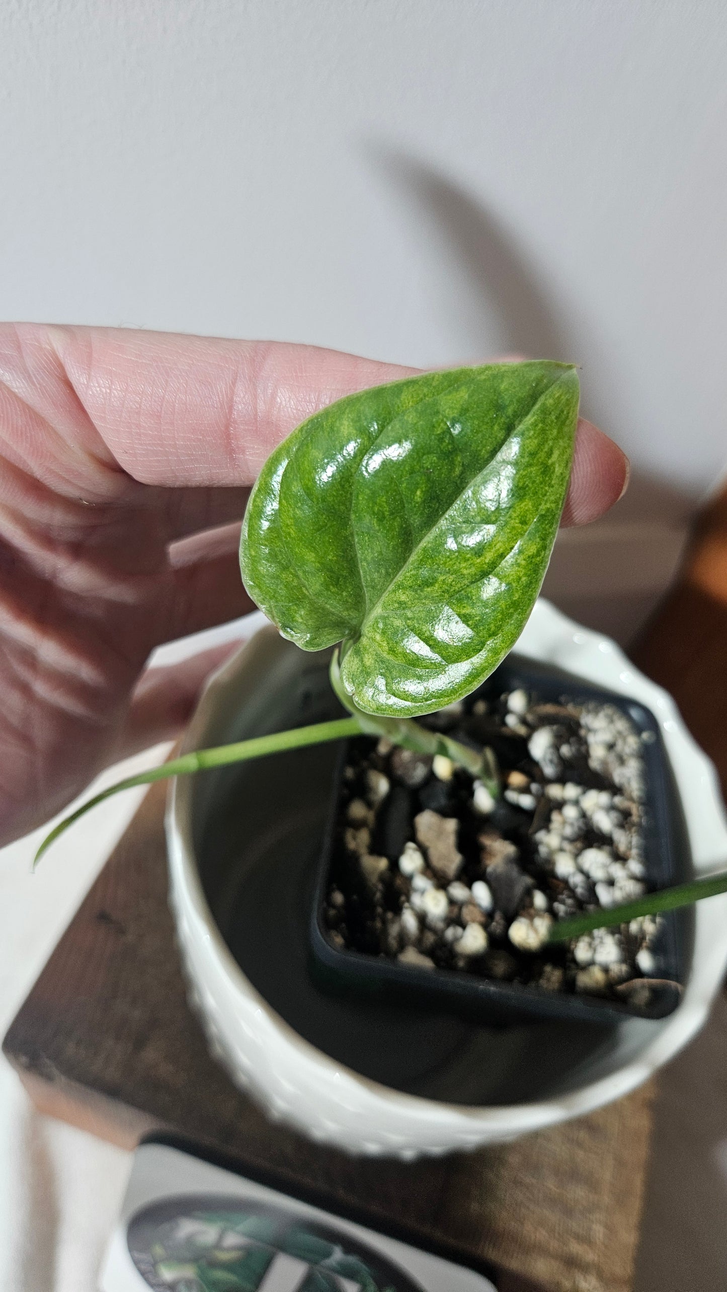 Amydrium Medium Mint Variegata (AMY-027)