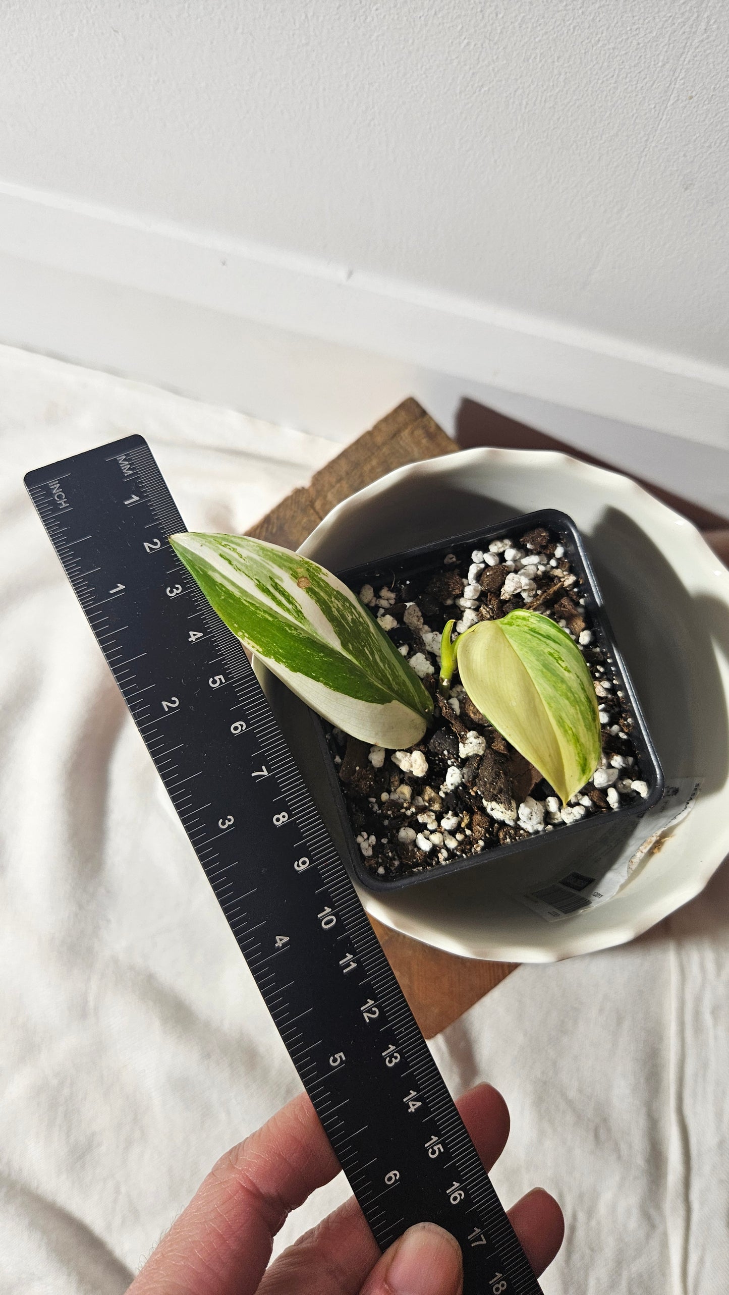 Scindapsus Moonlight Albo Narrow (SCI-864)