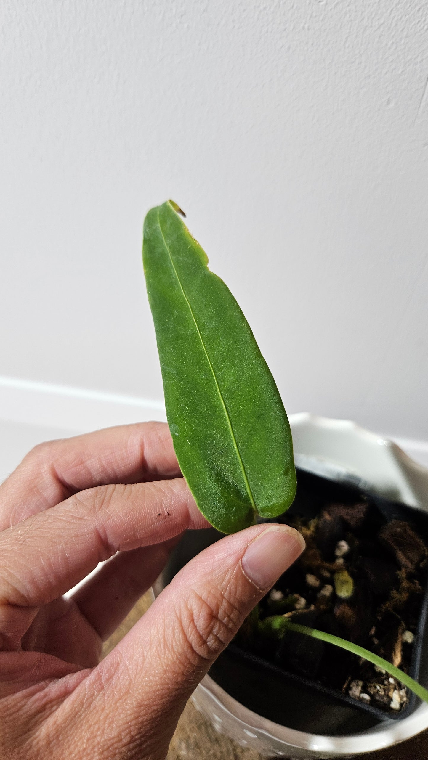 Anthurium Cirinoi X Warocqueanum "format PETIT" (ANT-486)